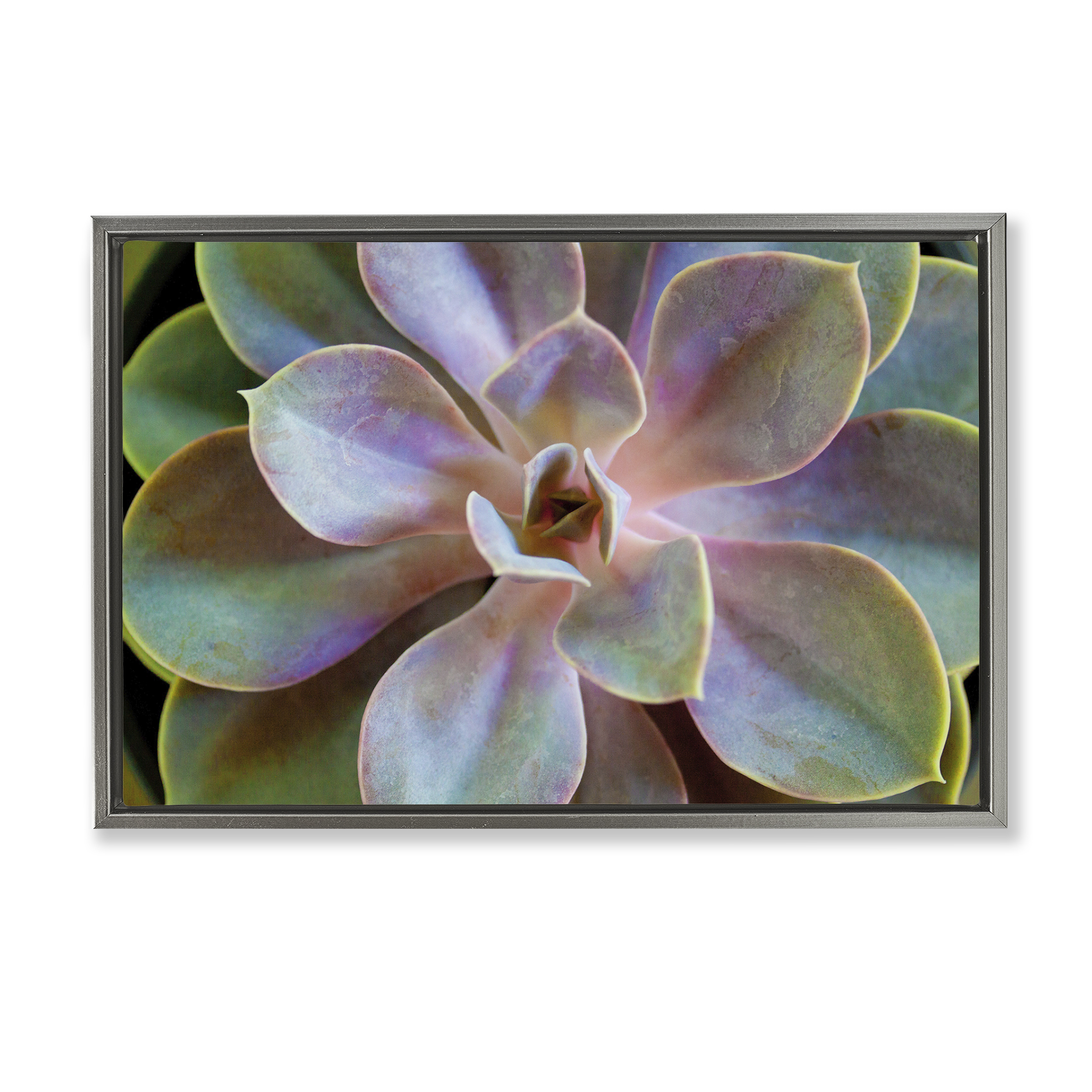 Stupell Industries Blooming Succulent Leaves Plants & Flowers Photography Gray Floater Framed Canvas Art Print Wall Art, 31 x 21