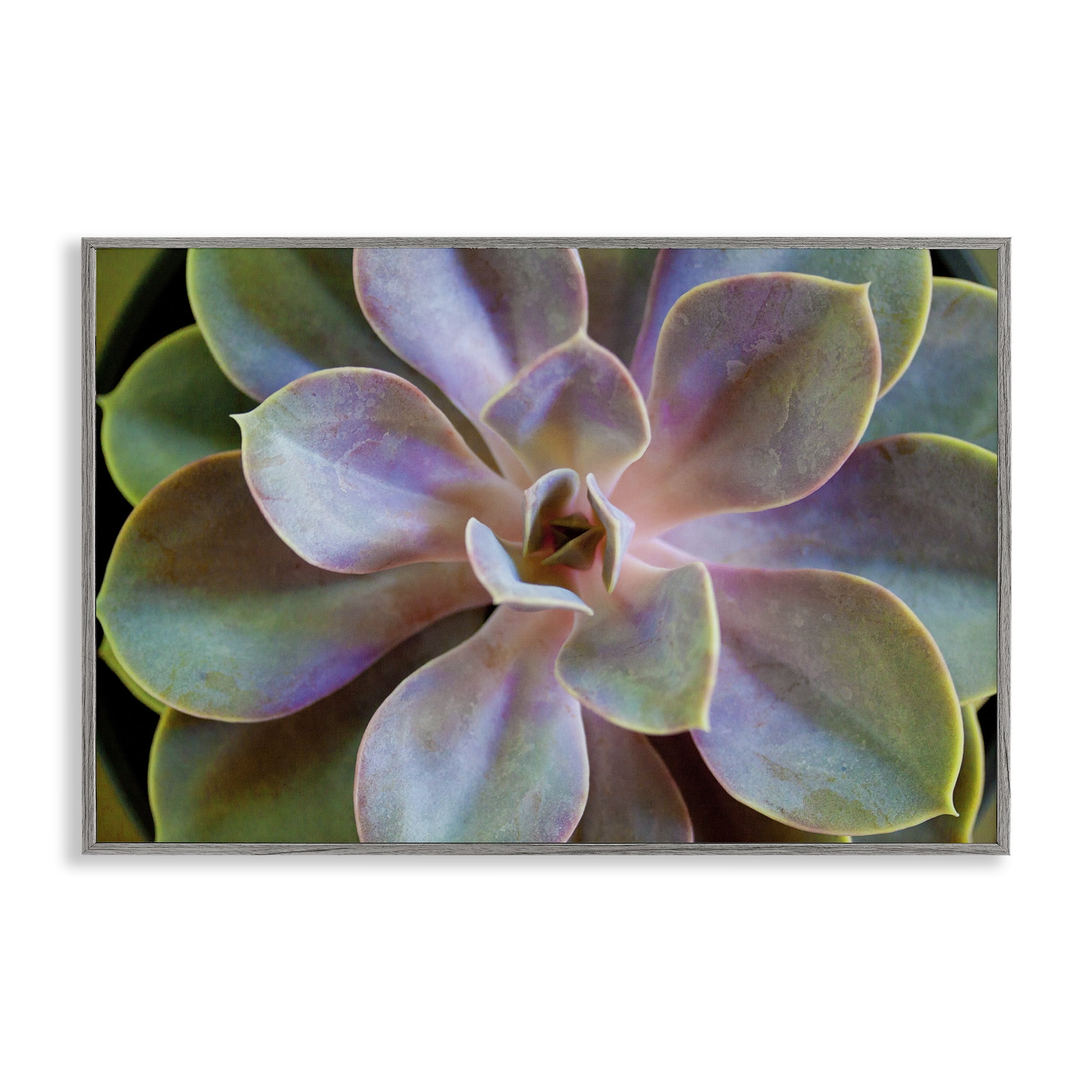 Stupell Industries Blooming Succulent Leaves Plants & Flowers Photography Gray Framed Art Print Wall Art, 24 x 16