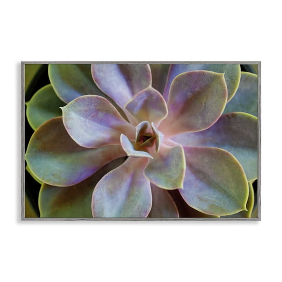 Stupell Industries Blooming Succulent Leaves Plants & Flowers Photography Gray Framed Art Print Wall Art, 30 x 20
