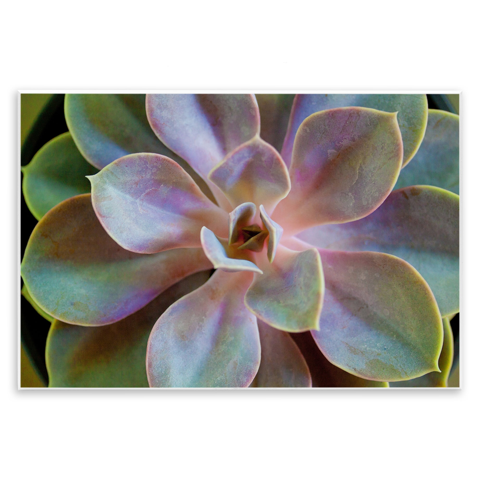 Stupell Industries Blooming Succulent Leaves Plants & Flowers Photography Unframed Art Print Wall Art, 19 x 13