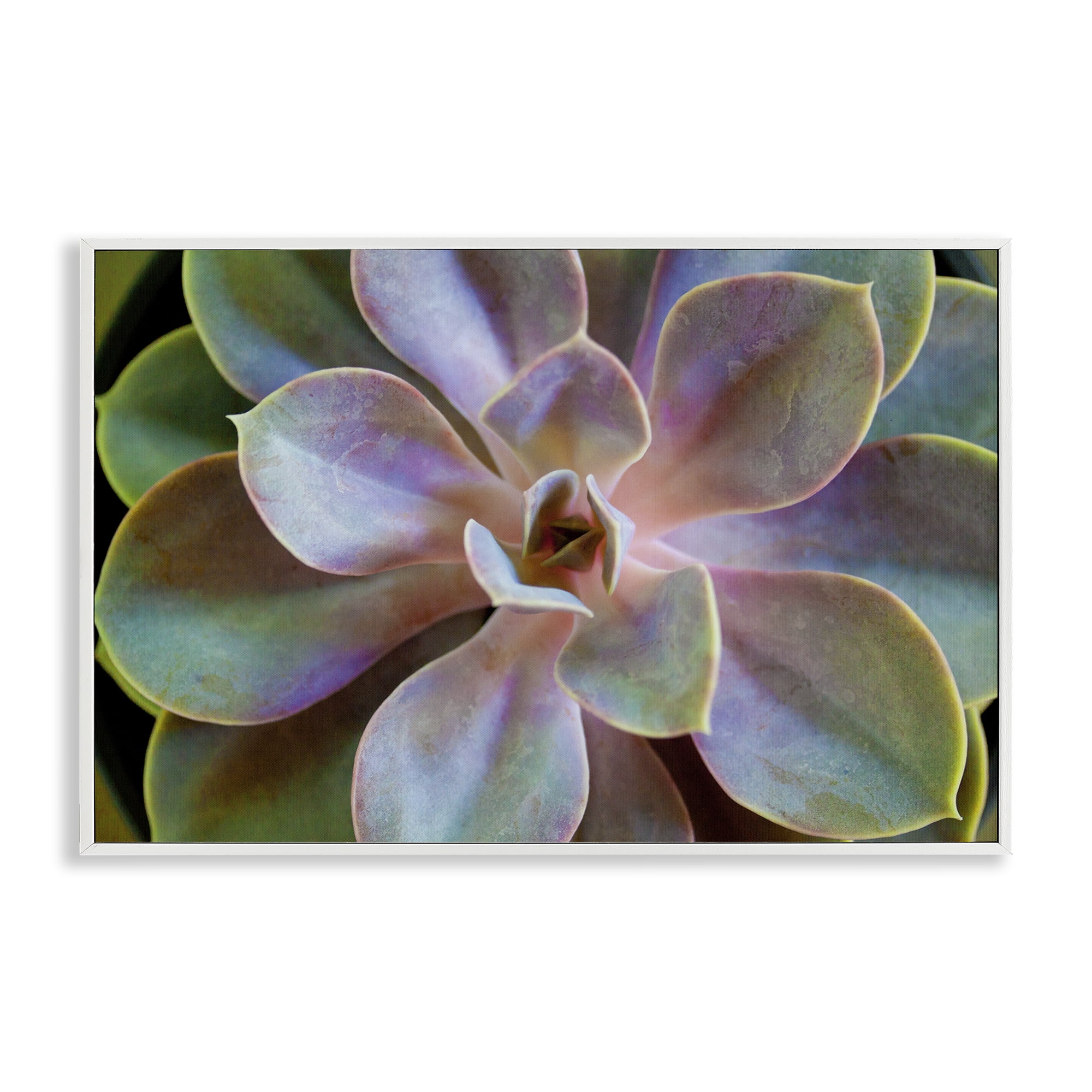 Stupell Industries Blooming Succulent Leaves Plants & Flowers Photography White Framed Art Print Wall Art, 24 x 16