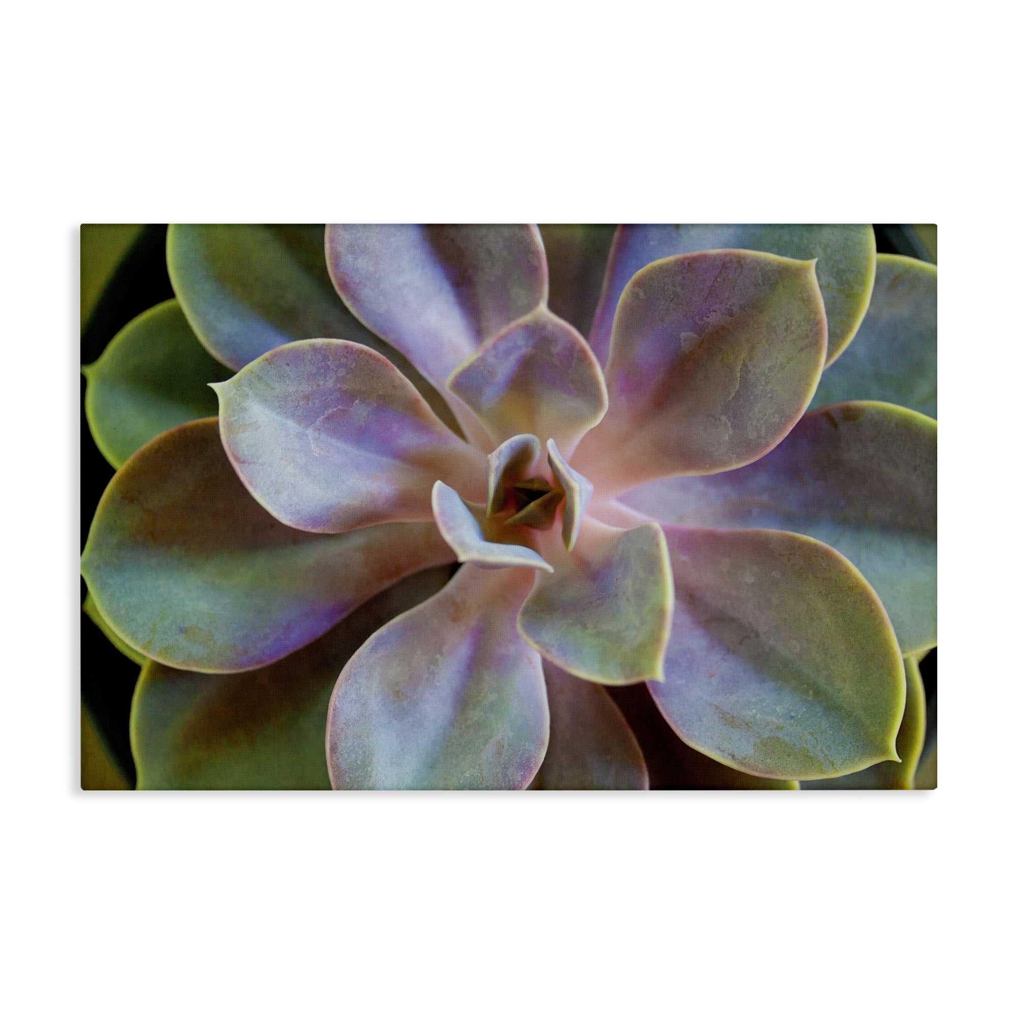 Stupell Industries Blooming Succulent Leaves Plants & Flowers Photography Wrapped Canvas Art Print Wall Art, 45 x 30