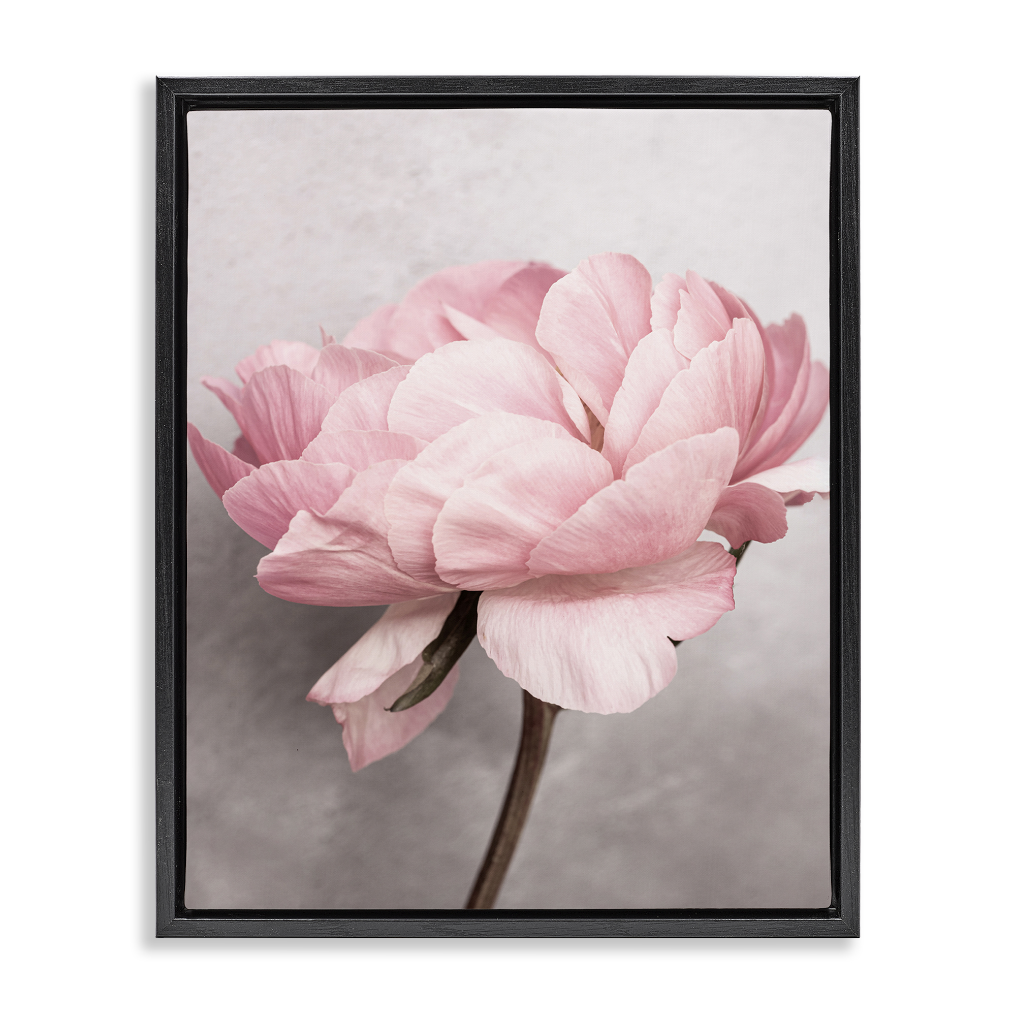 Stupell Industries Blooming Vintage Peony Plants & Flowers Painting Black Floater Framed Canvas Art Print Wall Art, 17 x 21