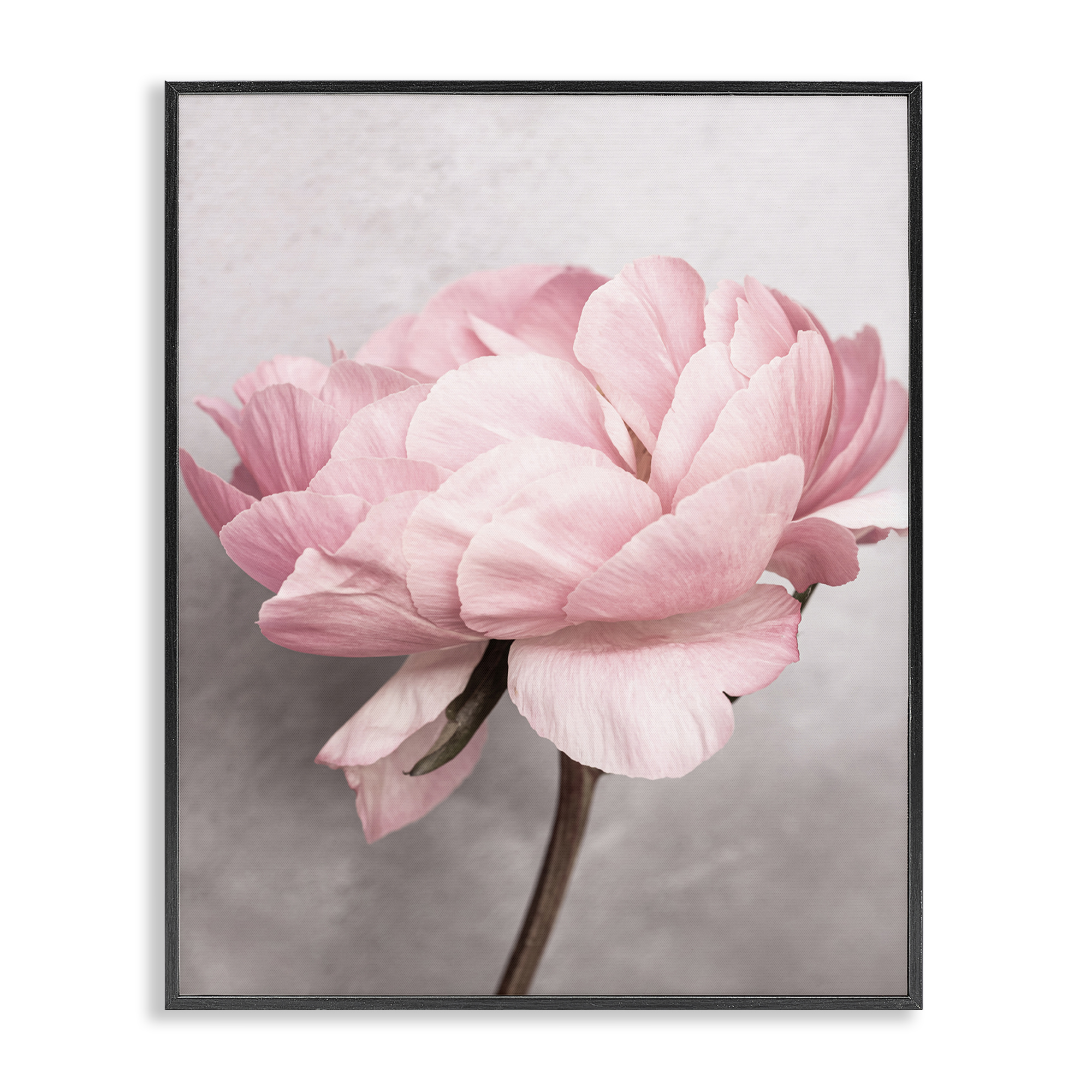 Stupell Industries Blooming Vintage Peony Plants & Flowers Painting Black Framed Art Print Wall Art, 16 x 20