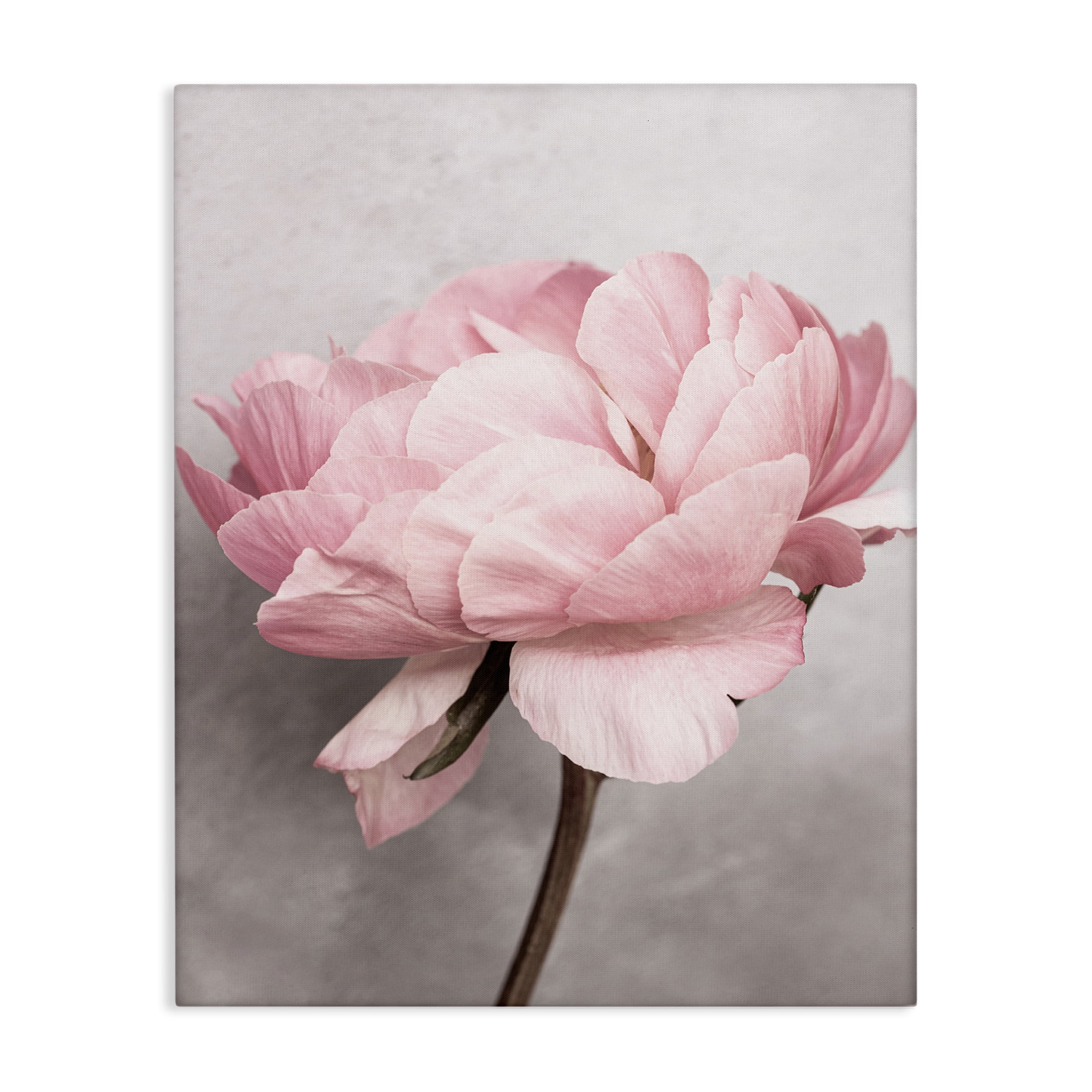 Stupell Industries Blooming Vintage Peony Plants & Flowers Painting Wrapped Canvas Art Print Wall Art, 36 x 48