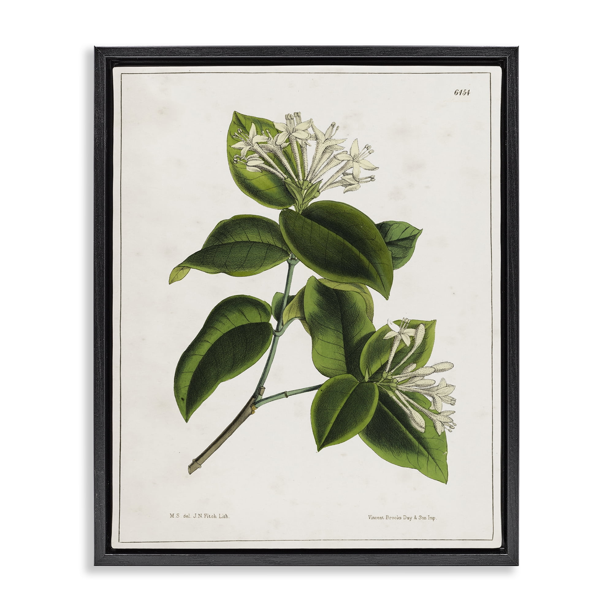 Stupell Industries Blooming Vintage Study Plants & Flowers Painting Black Floater Framed Canvas Art Print Wall Art, 25 x 31