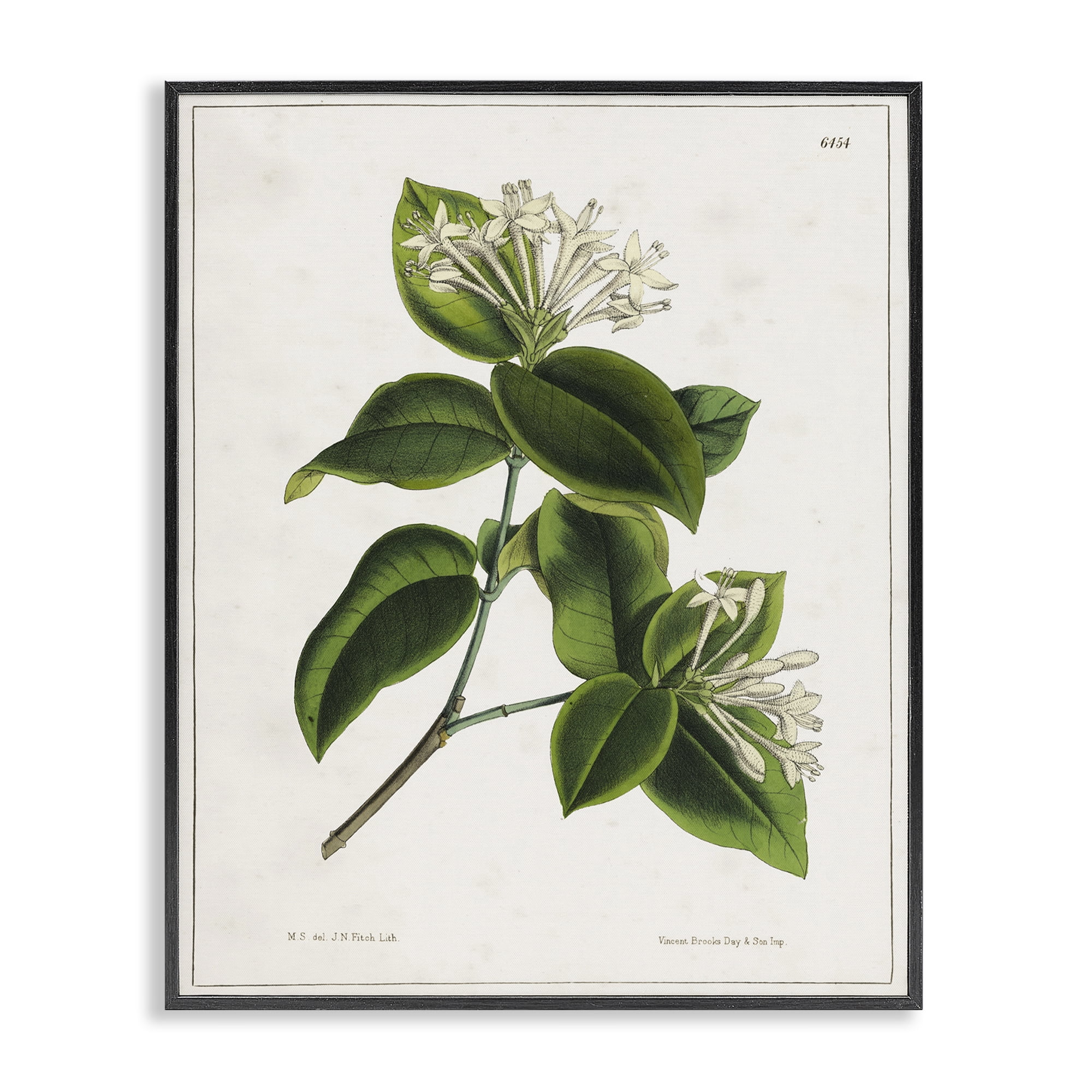 Stupell Industries Blooming Vintage Study Plants & Flowers Painting Black Framed Art Print Wall Art, 16 x 20