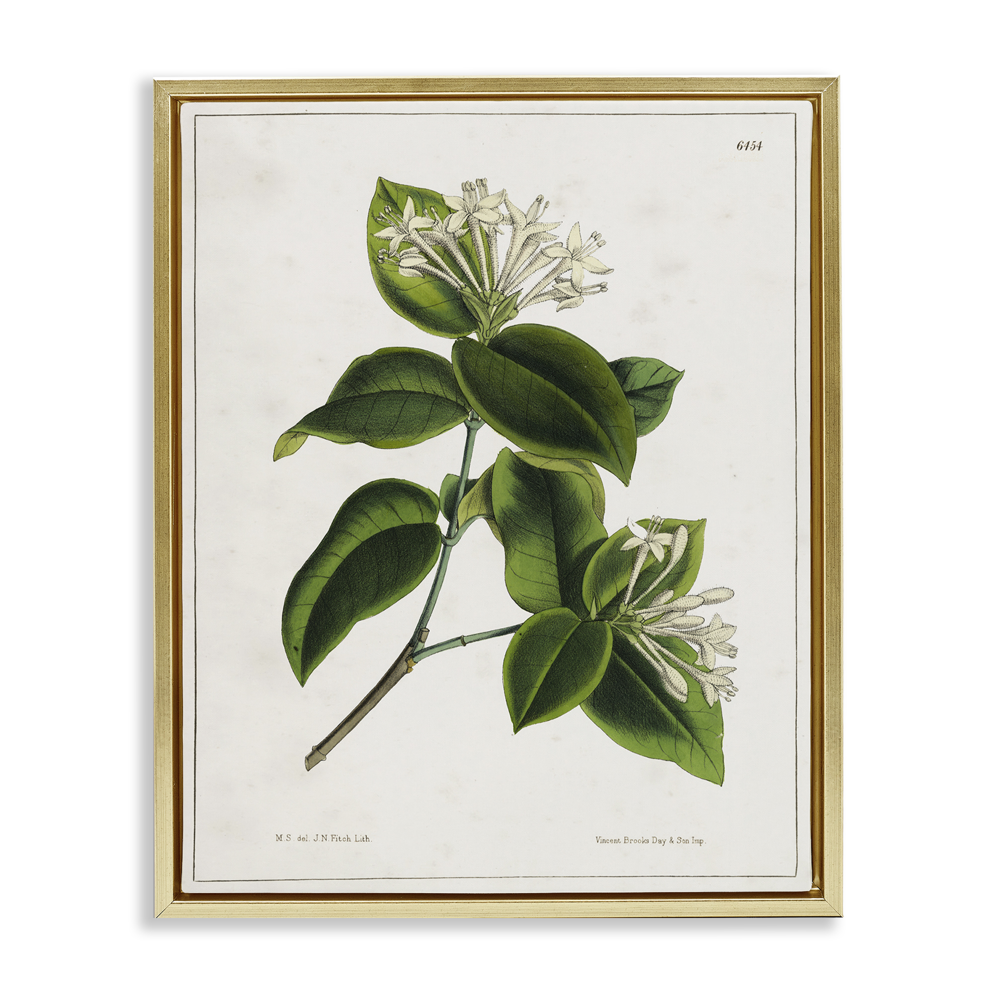 Stupell Industries Blooming Vintage Study Plants & Flowers Painting Gold Floater Framed Canvas Art Print Wall Art, 25 x 31