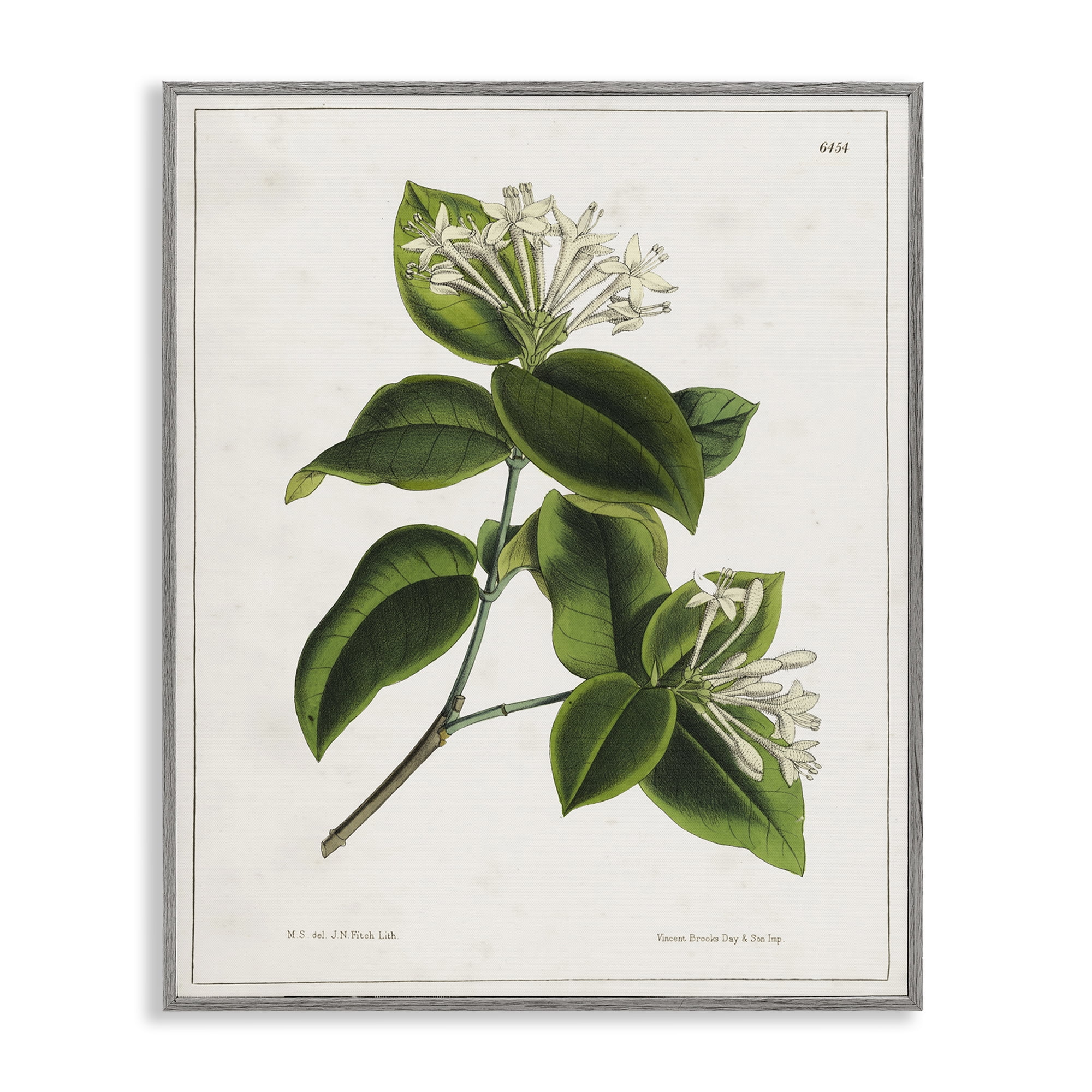 Stupell Industries Blooming Vintage Study Plants & Flowers Painting Gray Framed Art Print Wall Art, 11 x 14