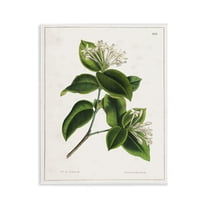 Stupell Industries Blooming Vintage Study Plants & Flowers Painting Unframed Art Print Wall Art, 11 x 14