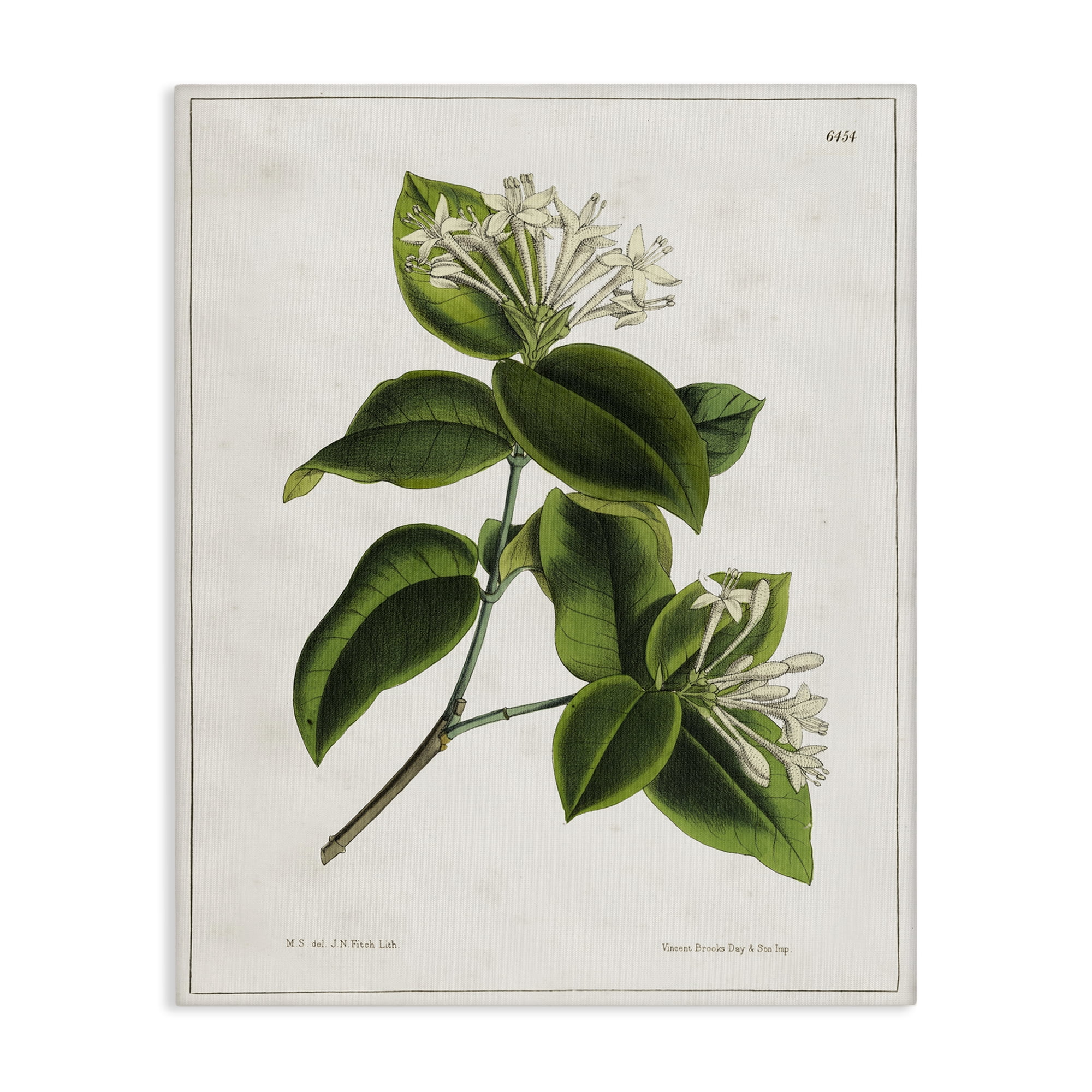 Stupell Industries Blooming Vintage Study Plants & Flowers Painting Wrapped Canvas Art Print Wall Art, 16 x 20