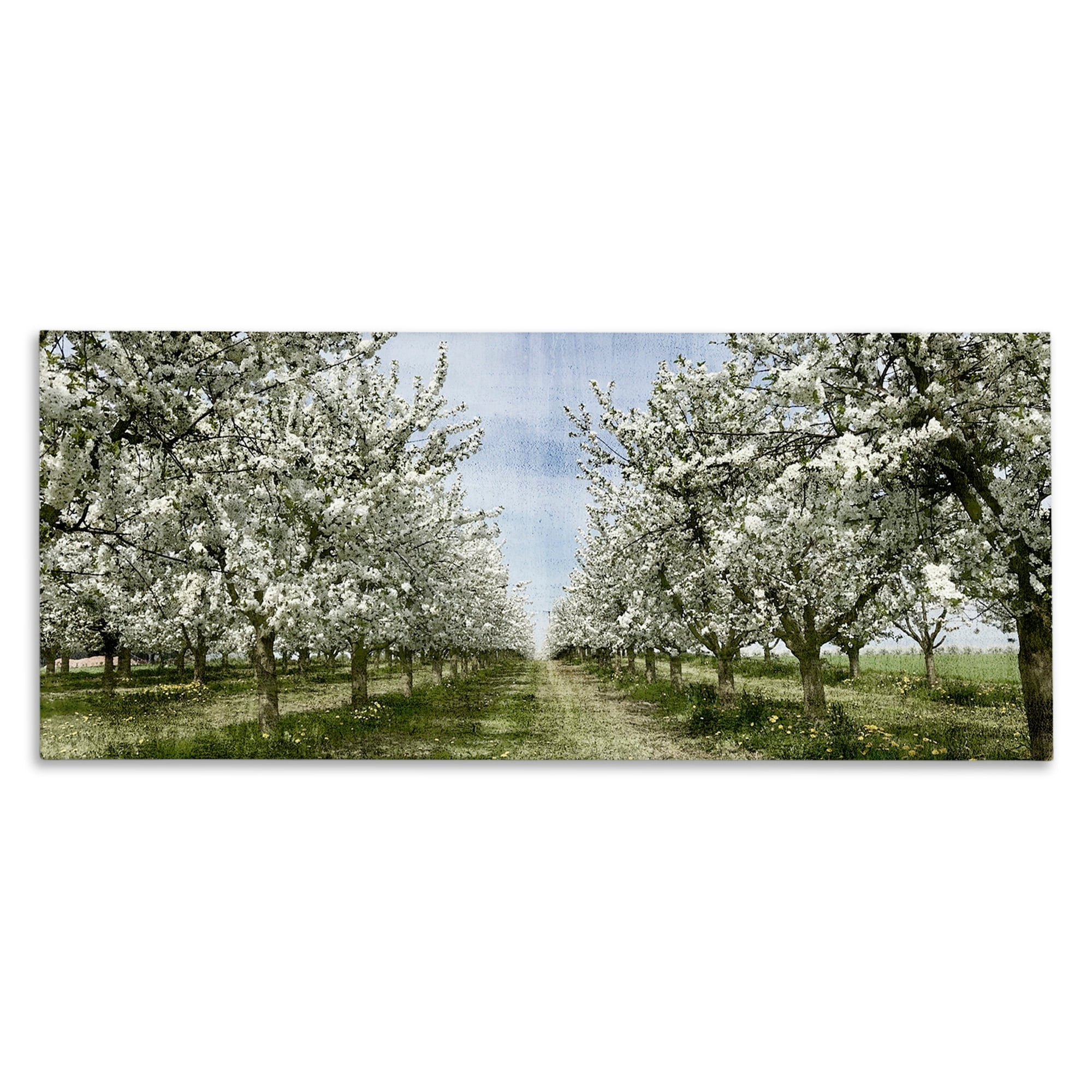 Stupell Industries Blooming White Flower Buds Trees Orchard Meadow Canvas Wall Art, 24 x 10, Design by Kim Allen