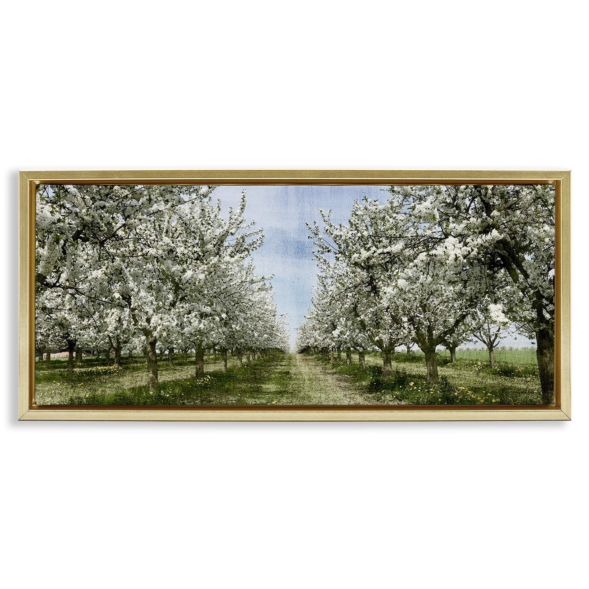 Stupell Industries Blooming White Tree Orchard Landscape Photography Gold Floater Framed Canvas Art Print Wall Art, 25 x 11