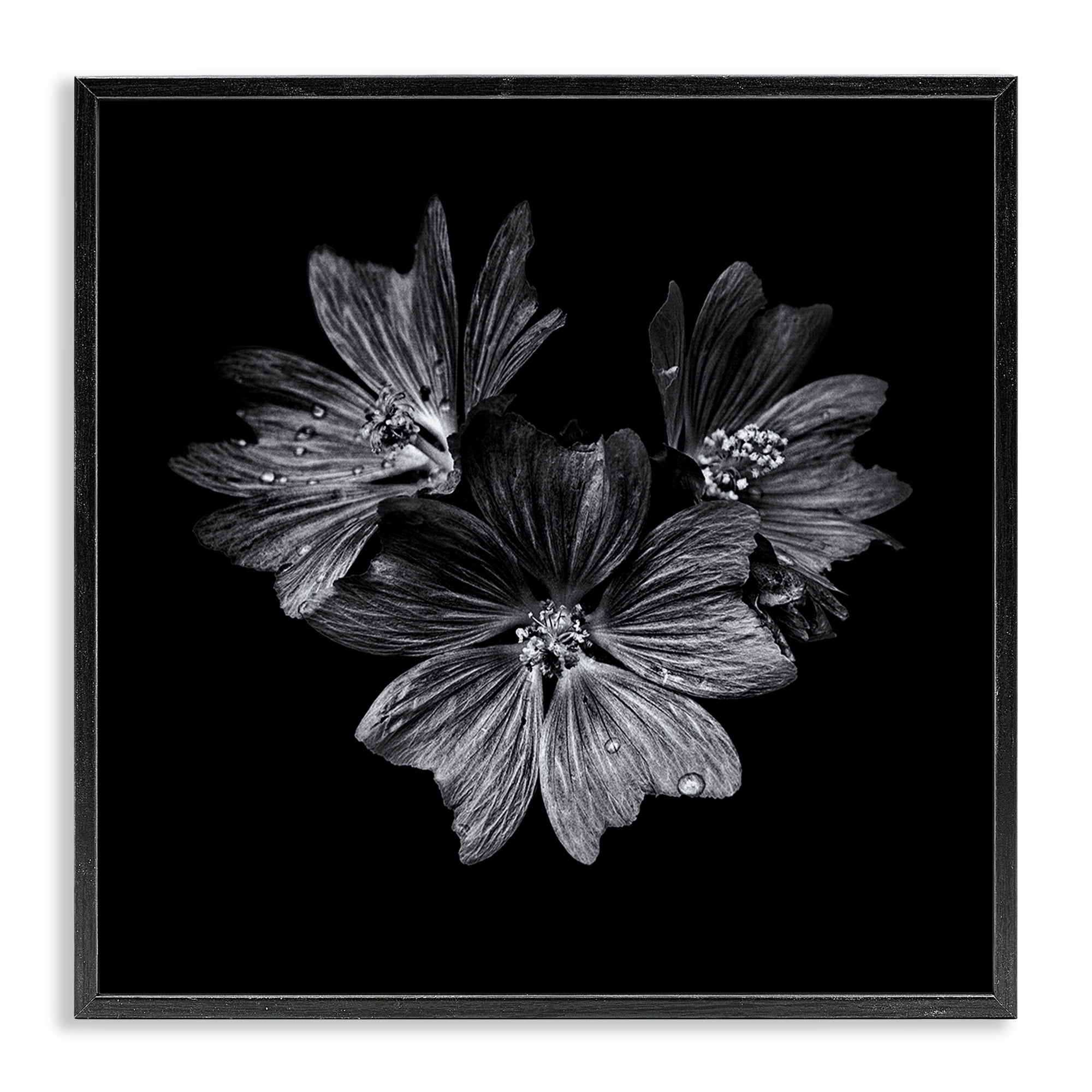 Stupell Industries Blossom Trio on Black Plants & Flowers Photography Black Framed Art Print Wall Art, 12 x 12