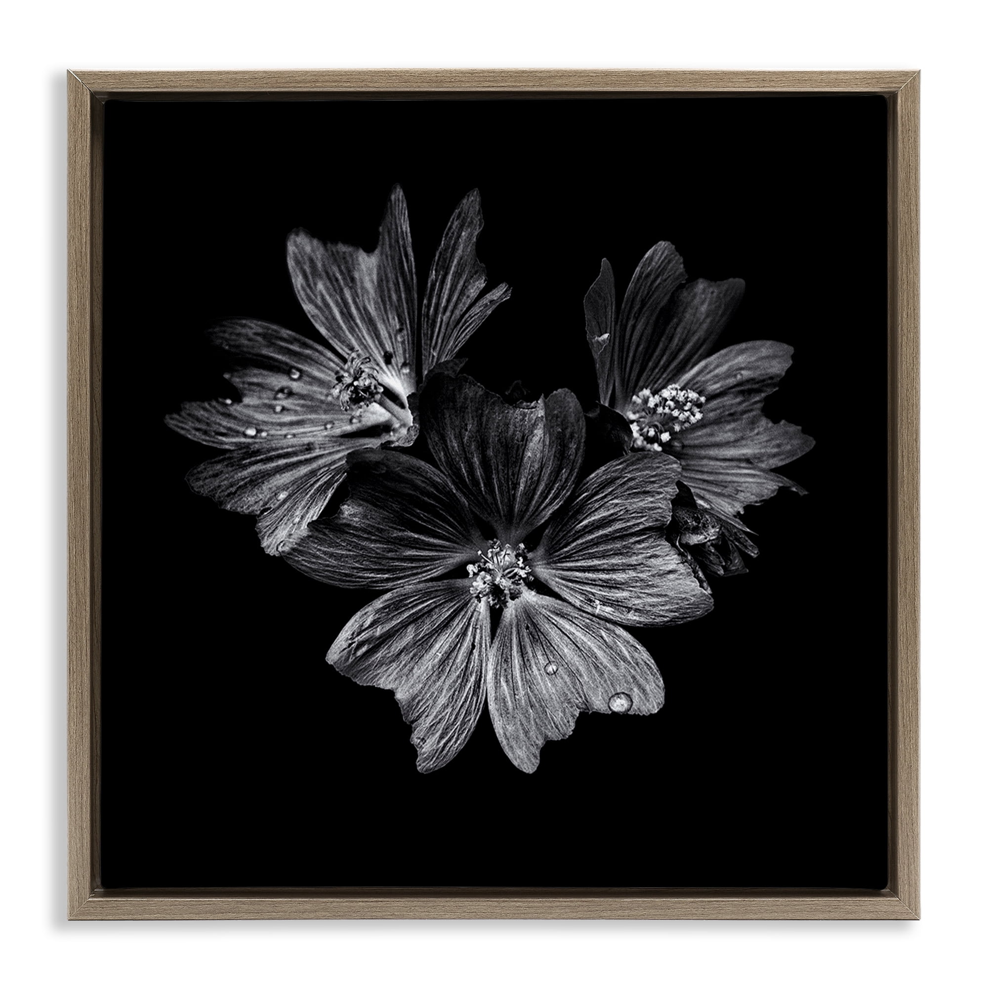 Stupell Industries Blossom Trio on Black Plants & Flowers Photography Brown Floater Framed Canvas Art Print Wall Art, 18 x 18