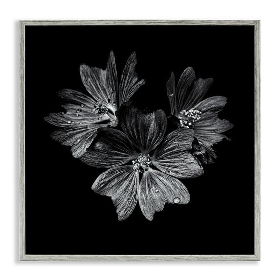 Stupell Industries Blossom Trio on Black Plants & Flowers Photography Gray Framed Art Print Wall Art, 12 x 12