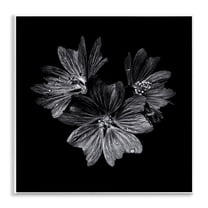 Stupell Industries Blossom Trio on Black Plants & Flowers Photography Unframed Art Print Wall Art, 12 x 12
