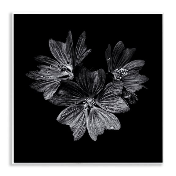 Stupell Industries Blossom Trio on Black Plants & Flowers Photography Unframed Art Print Wall Art, 12 x 12