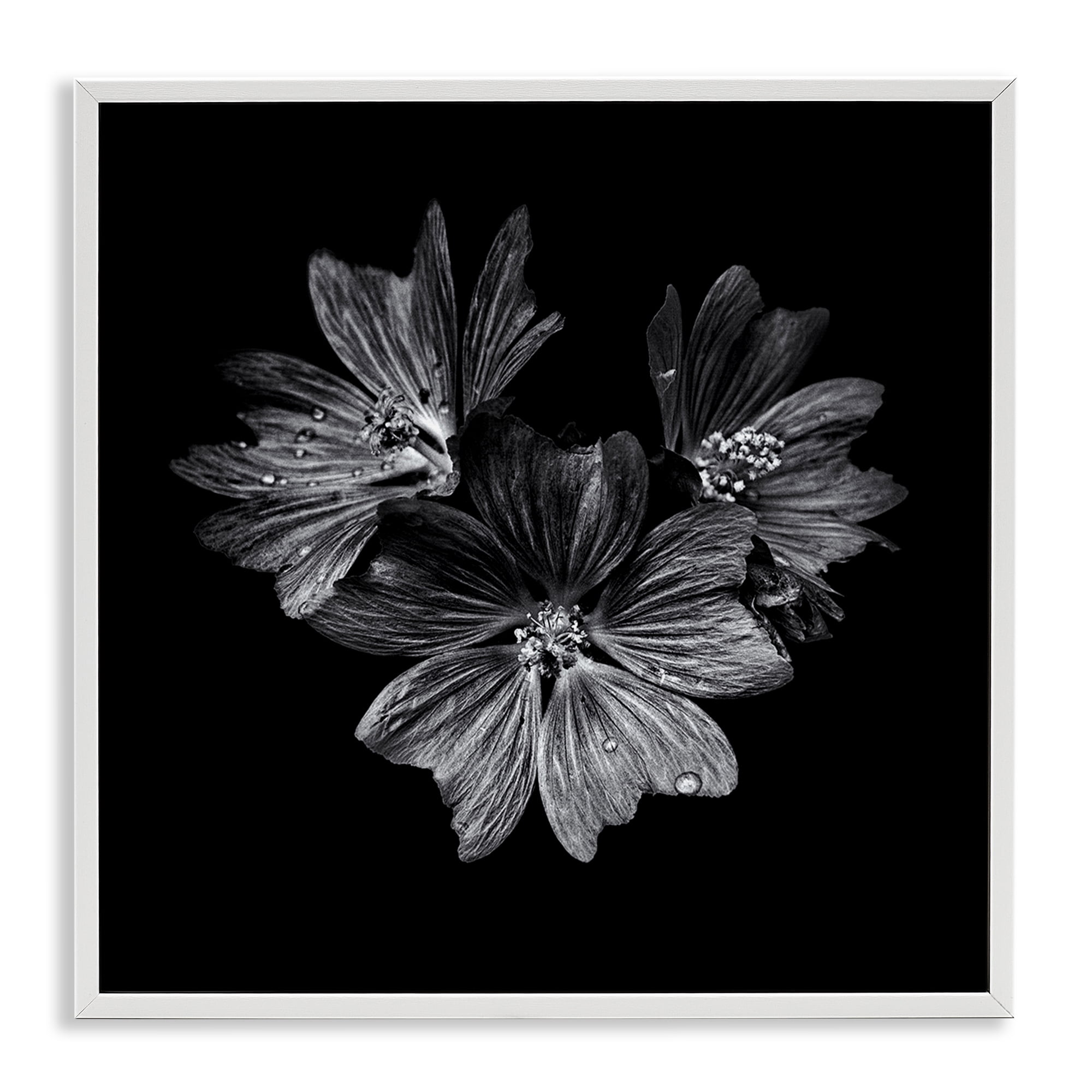 Stupell Industries Blossom Trio on Black Plants & Flowers Photography White Framed Art Print Wall Art, 24 x 24