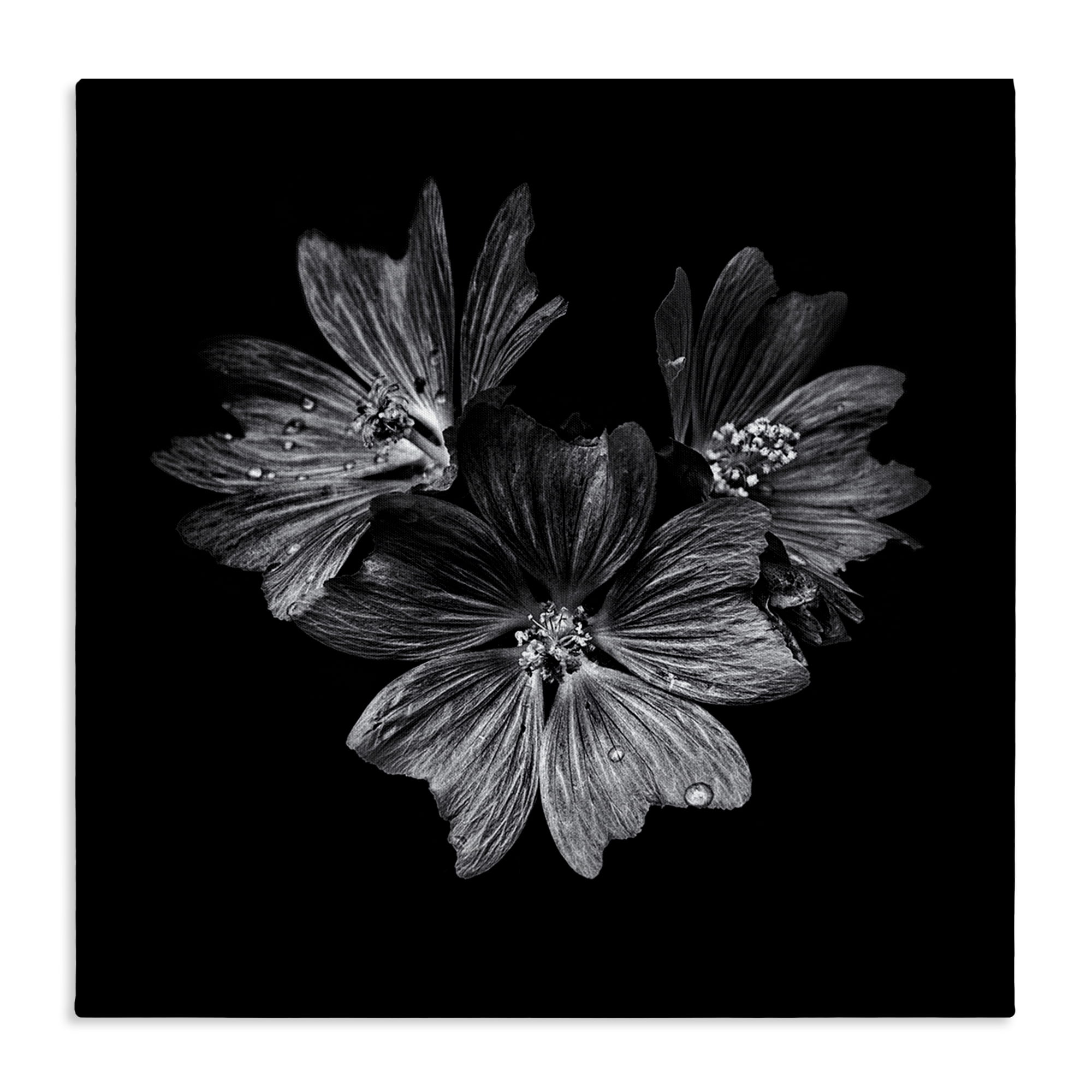Stupell Industries Blossom Trio on Black Plants & Flowers Photography Wrapped Canvas Art Print Wall Art, 24 x 24