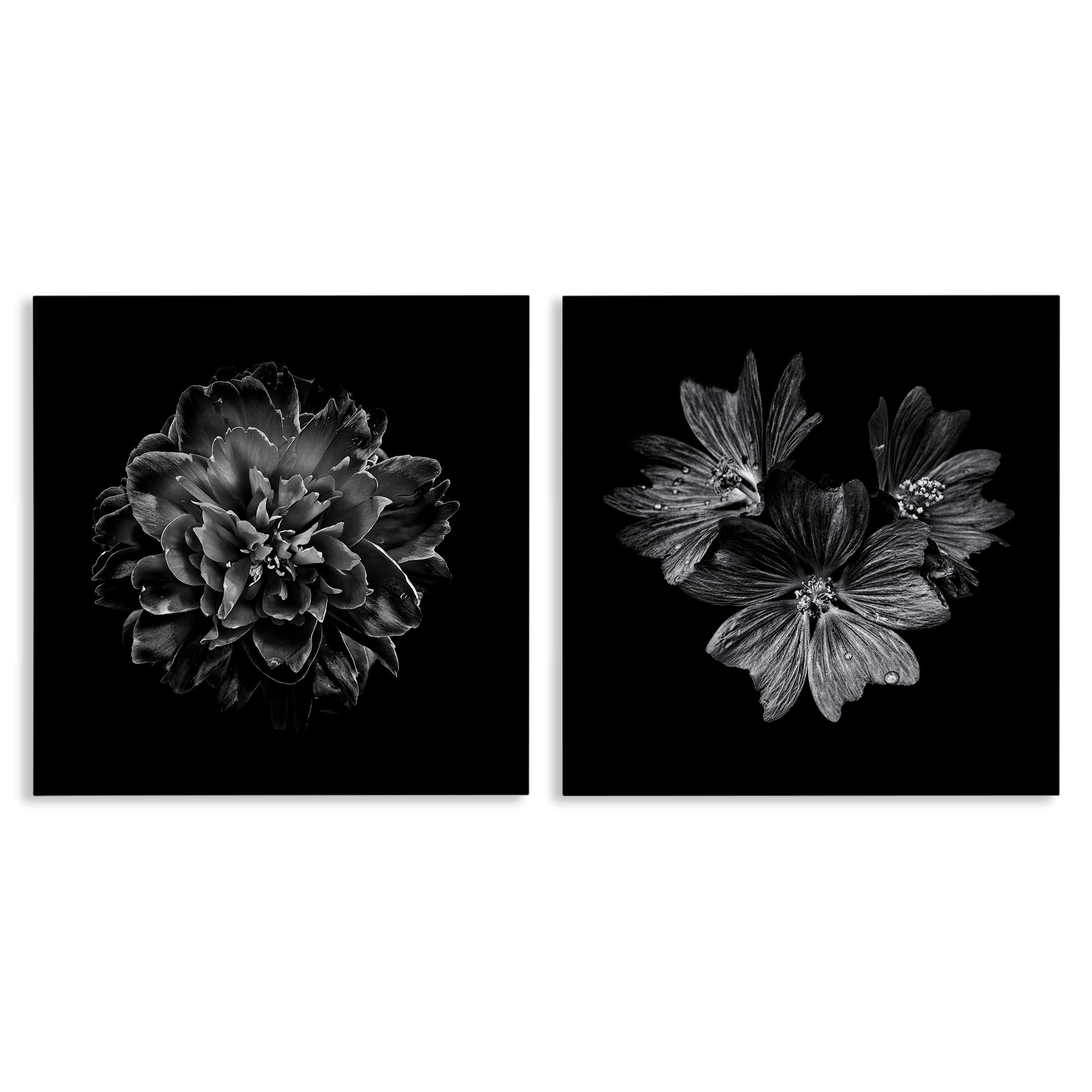 Stupell Industries Blossoms with Water Droplets Animals Painting Wrapped Canvas Art Print Wall Art, 24 x 24, Set of 2