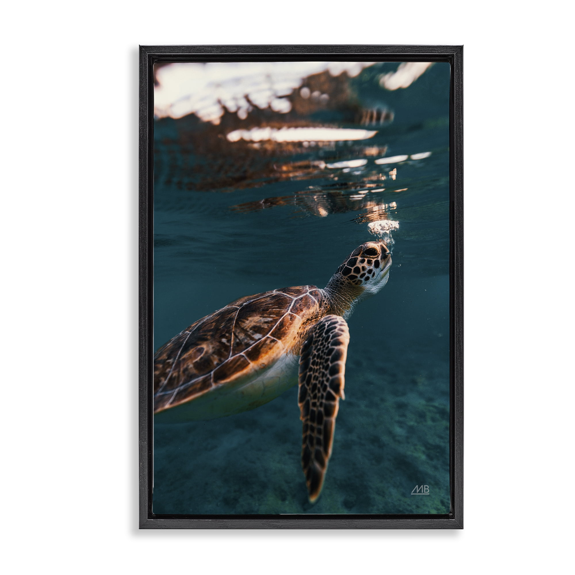 Stupell Industries Blowing Bubbles Turtle Animals Photography Black Floater Framed Canvas Art Print Wall Art, 21 x 31