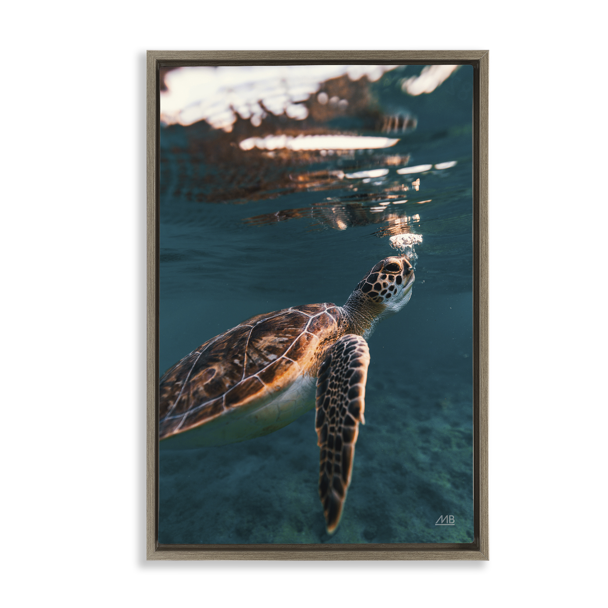 Stupell Industries Blowing Bubbles Turtle Animals Photography Brown Floater Framed Canvas Art Print Wall Art, 21 x 31