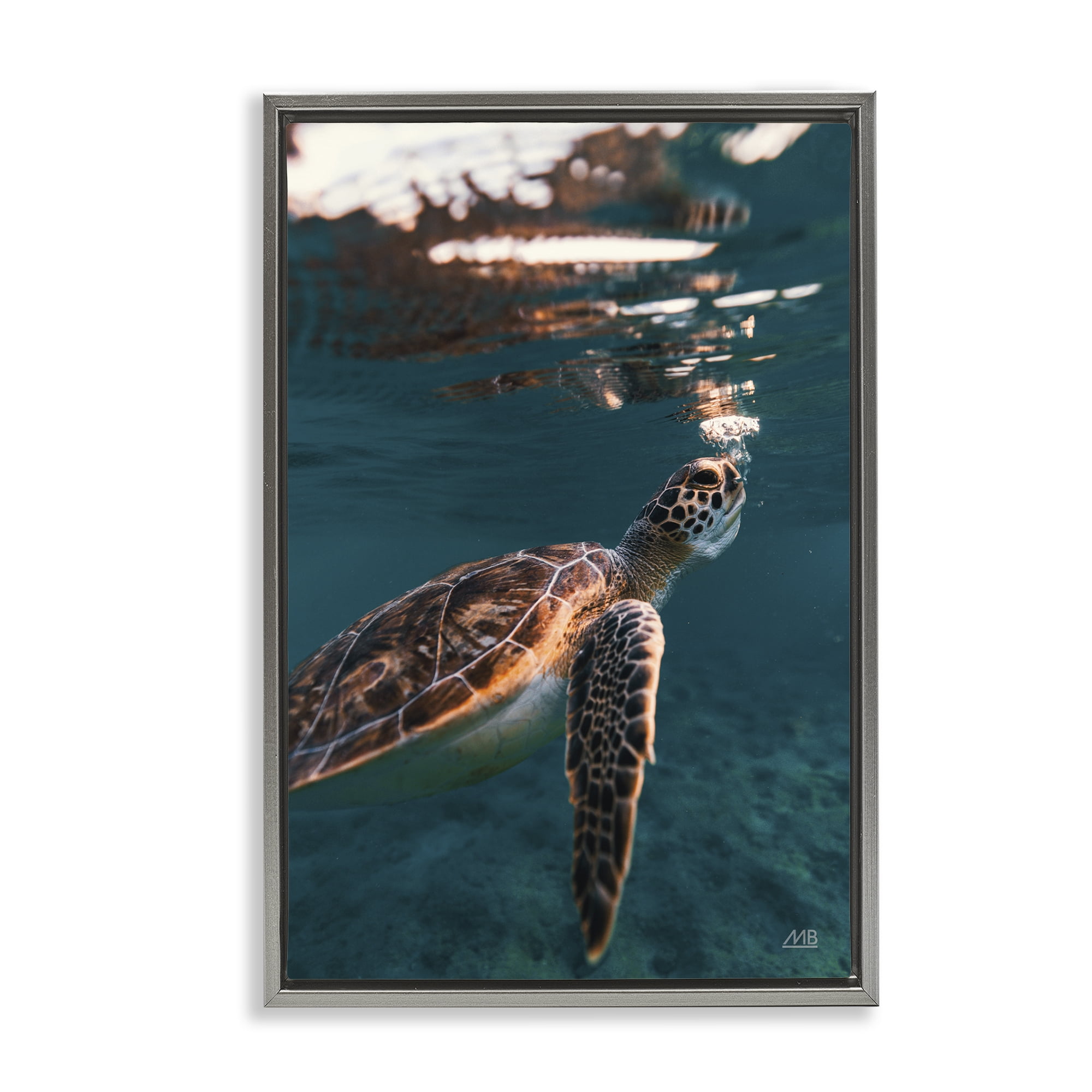 Stupell Industries Blowing Bubbles Turtle Animals Photography Gray Floater Framed Canvas Art Print Wall Art, 21 x 31