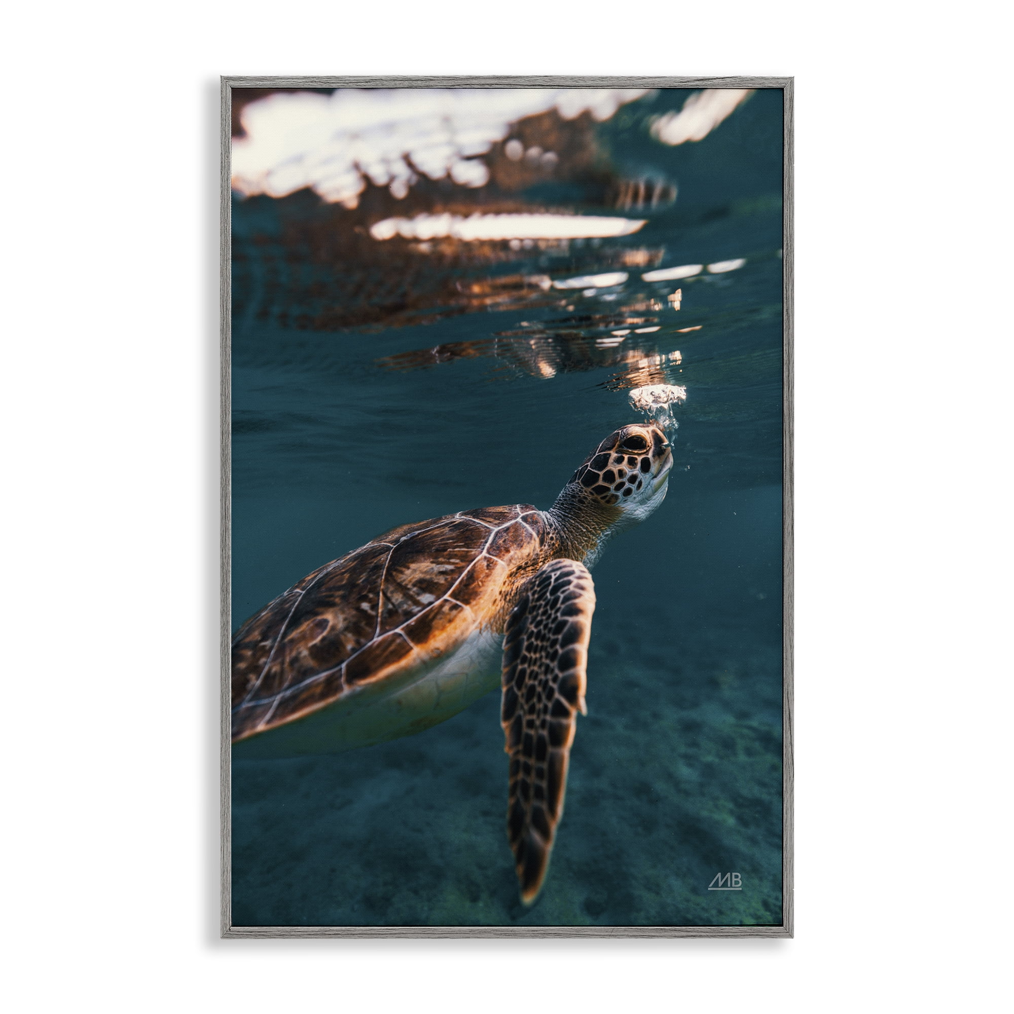 Stupell Industries Blowing Bubbles Turtle Animals Photography Gray Framed Art Print Wall Art, 12 x 18