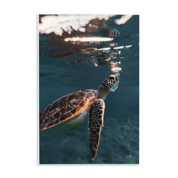 Stupell Industries Blowing Bubbles Turtle Animals Photography Unframed Art Print Wall Art, 13 x 19