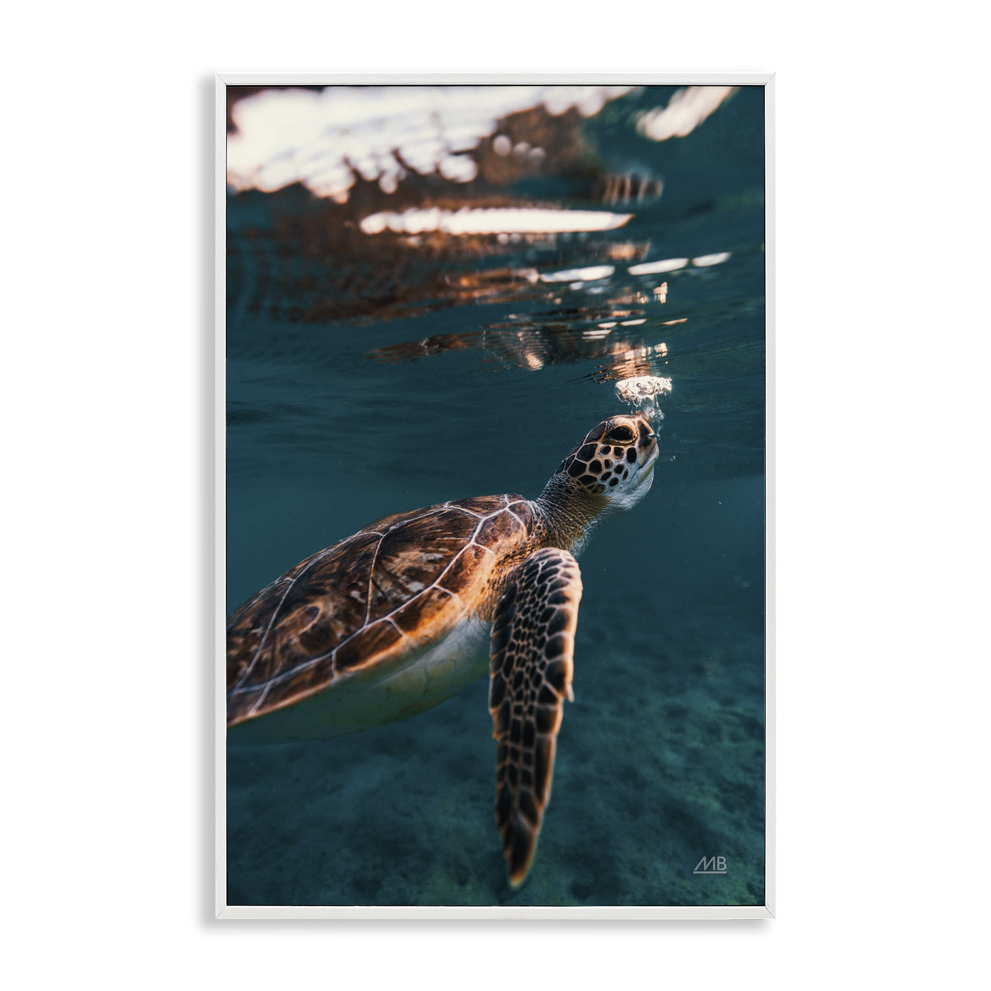 Stupell Industries Blowing Bubbles Turtle Animals Photography White Framed Art Print Wall Art, 16 x 24