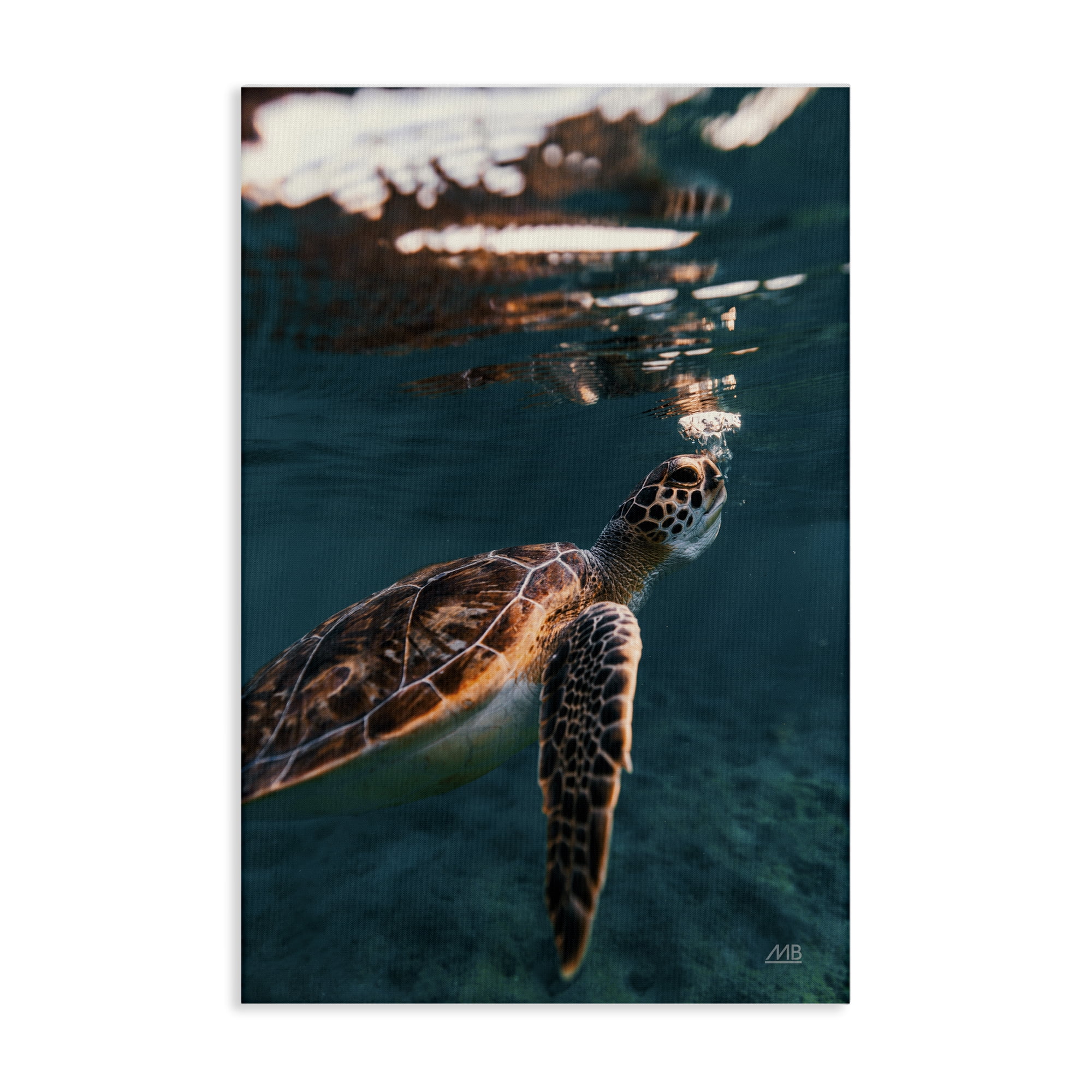 Stupell Industries Blowing Bubbles Turtle Animals Photography Wrapped Canvas Art Print Wall Art, 24 x 36