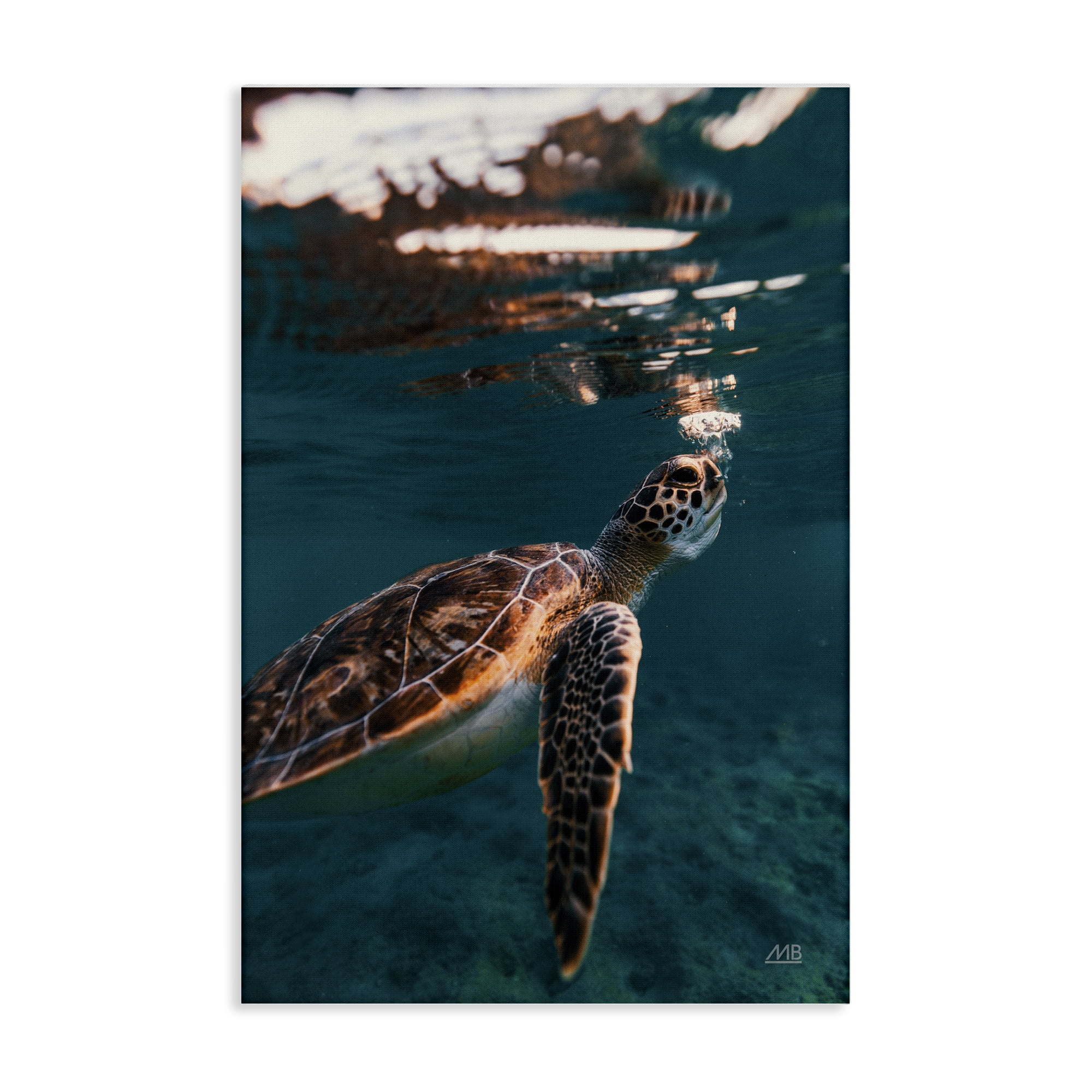 Stupell Industries Blowing Bubbles Turtle Animals Photography Wrapped Canvas Art Print Wall Art, 30 x 45