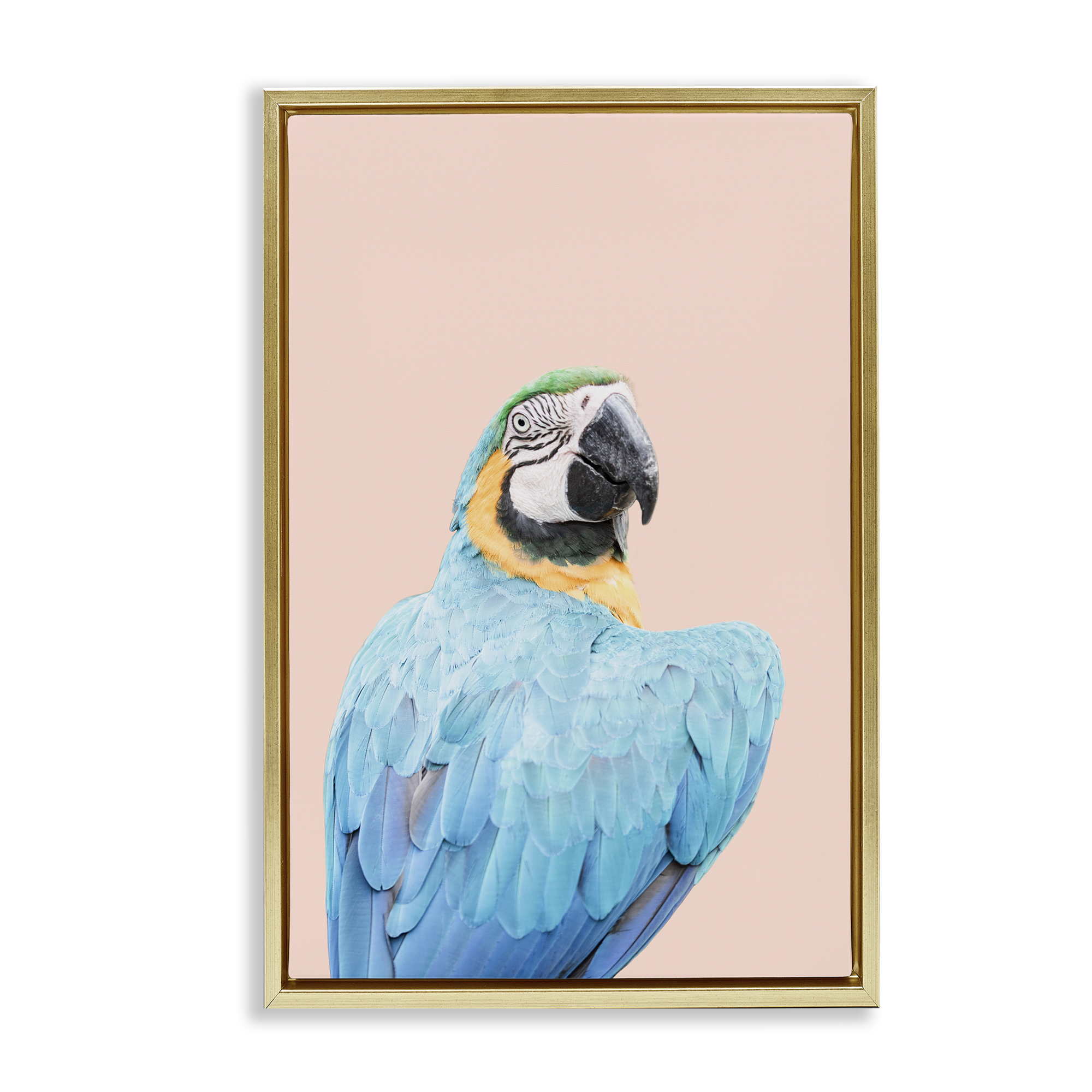 Stupell Industries Blue Ara Macaw Animals Painting Gold Floater Framed Canvas Art Print Wall Art, 17 x 25