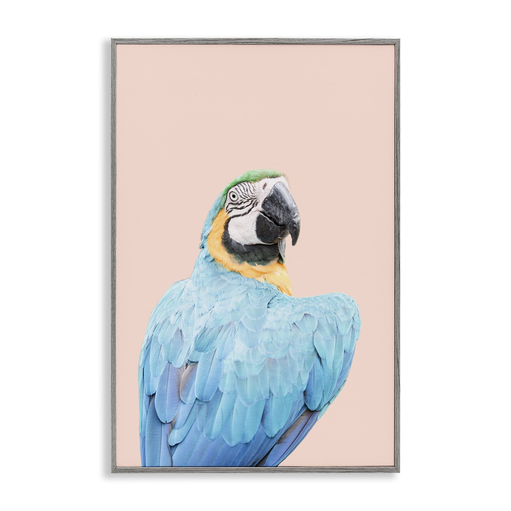 Stupell Industries Blue Ara Macaw Animals Painting Gray Framed Art Print Wall Art, 20 x 30