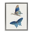 thumbnail image 1 of Stupell Industries Blue Butterflies Pair Gray Framed Floater Canvas Wall Art design by Arlington Prints, 21 x 17, 1 of 9