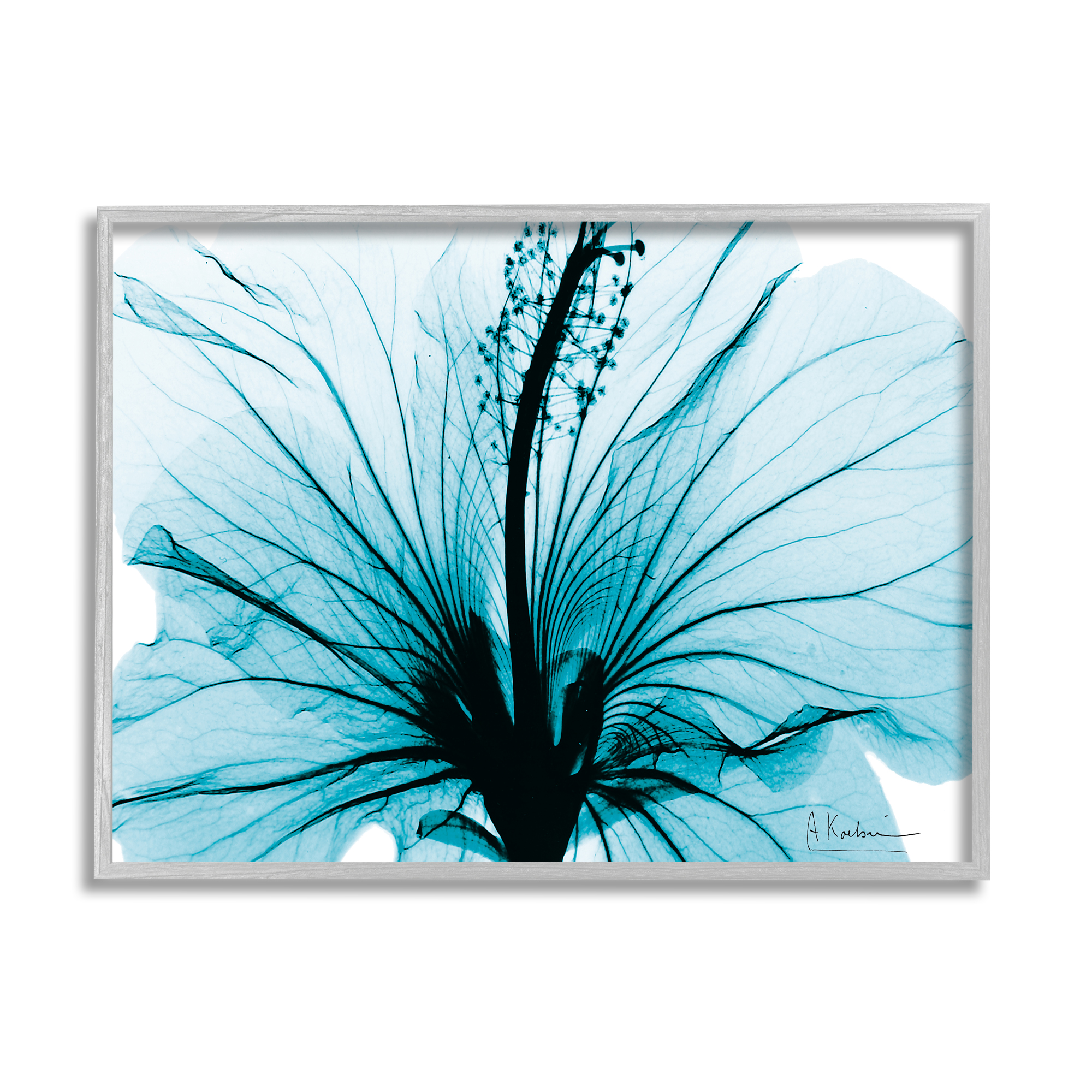 Stupell Industries Blue Flower X-Ray Botanical & Floral Photography Gray Framed Art Print Wall Art, 30 x 24