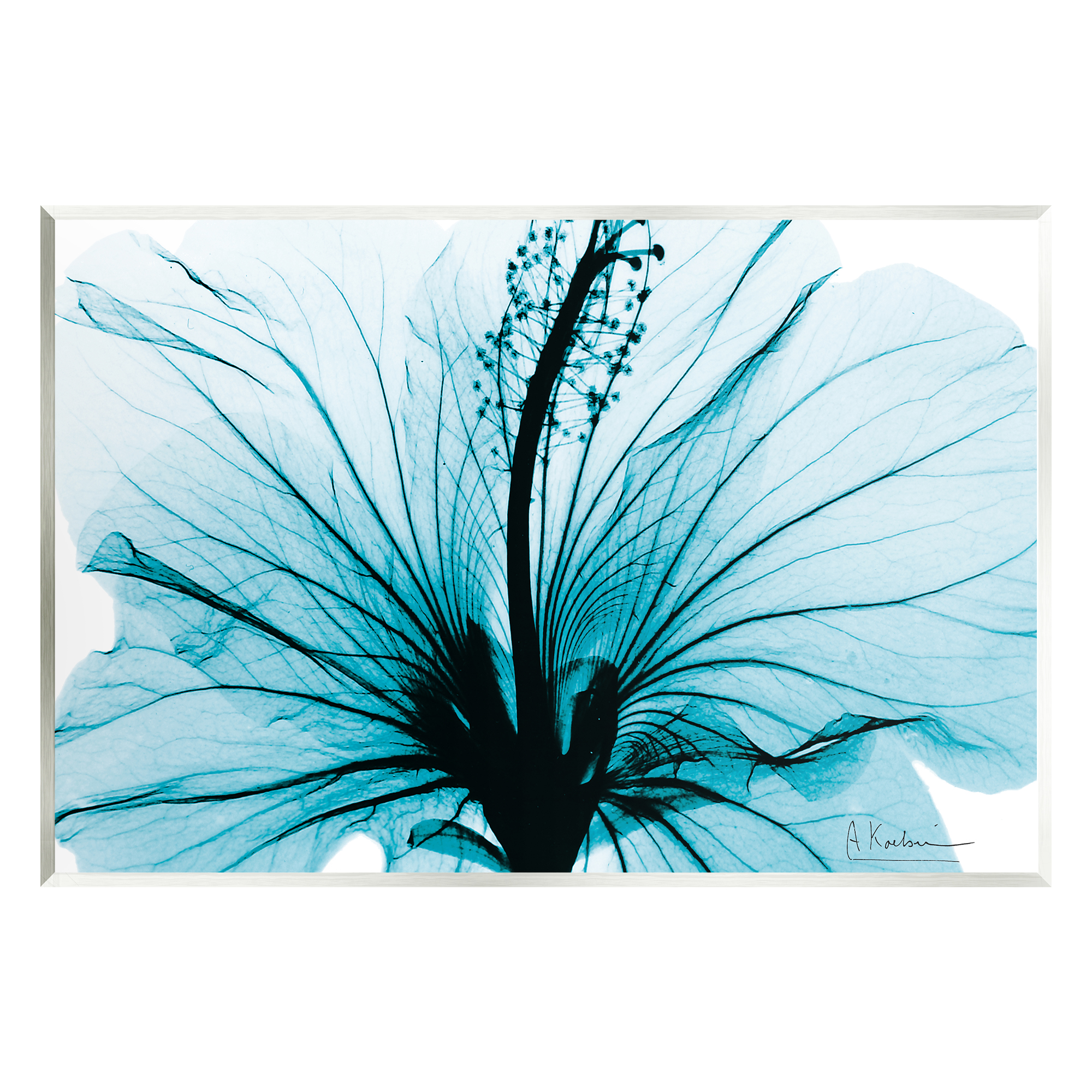 Stupell Industries Blue Flower X-Ray Botanical & Floral Photography Unframed Art Print Wall Art, 19 x 13