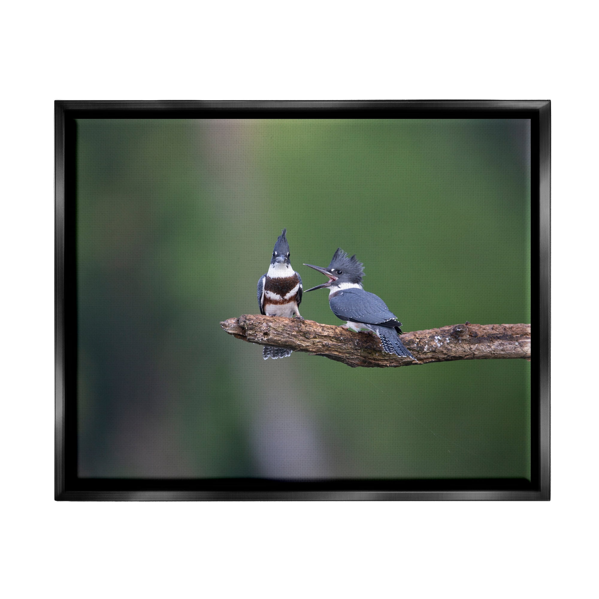 Stupell Industries Blue Jays on Branch Animals & Insects Photography Black Floater Framed Canvas Art Print Wall Art, 21 x 17
