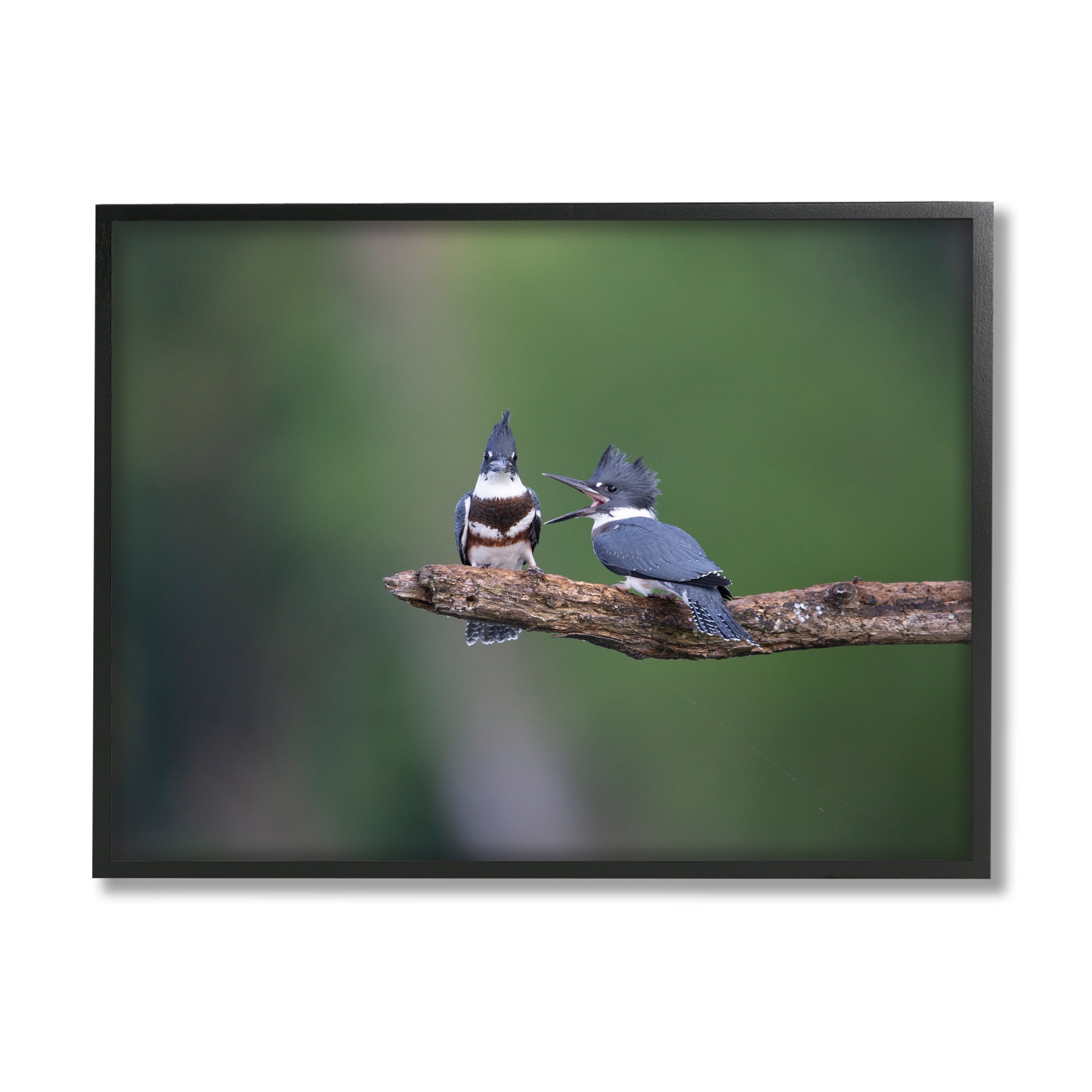Stupell Industries Blue Jays on Branch Animals & Insects Photography Black Framed Art Print Wall Art, 20 x 16