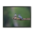 thumbnail image 1 of Stupell Industries Blue Jays on Branch Animals & Insects Photography Black Framed Art Print Wall Art, 20 x 16, 1 of 9