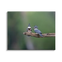 Stupell Industries Blue Jays on Branch Animals & Insects Photography Gallery Wrapped Canvas Art Print Wall Art, 20 x 16