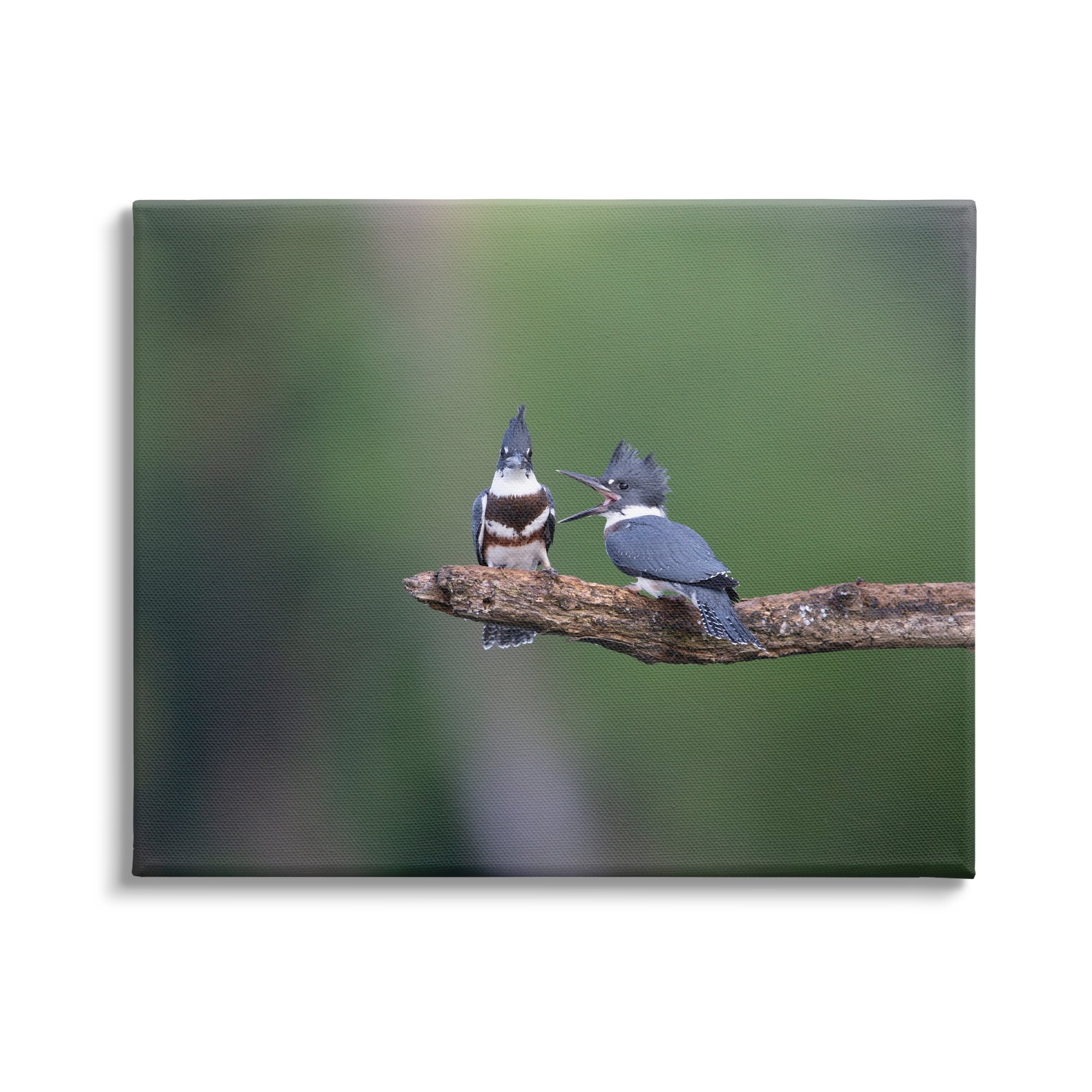 Stupell Industries Blue Jays on Branch Animals & Insects Photography Gallery Wrapped Canvas Art Print Wall Art, 30 x 24