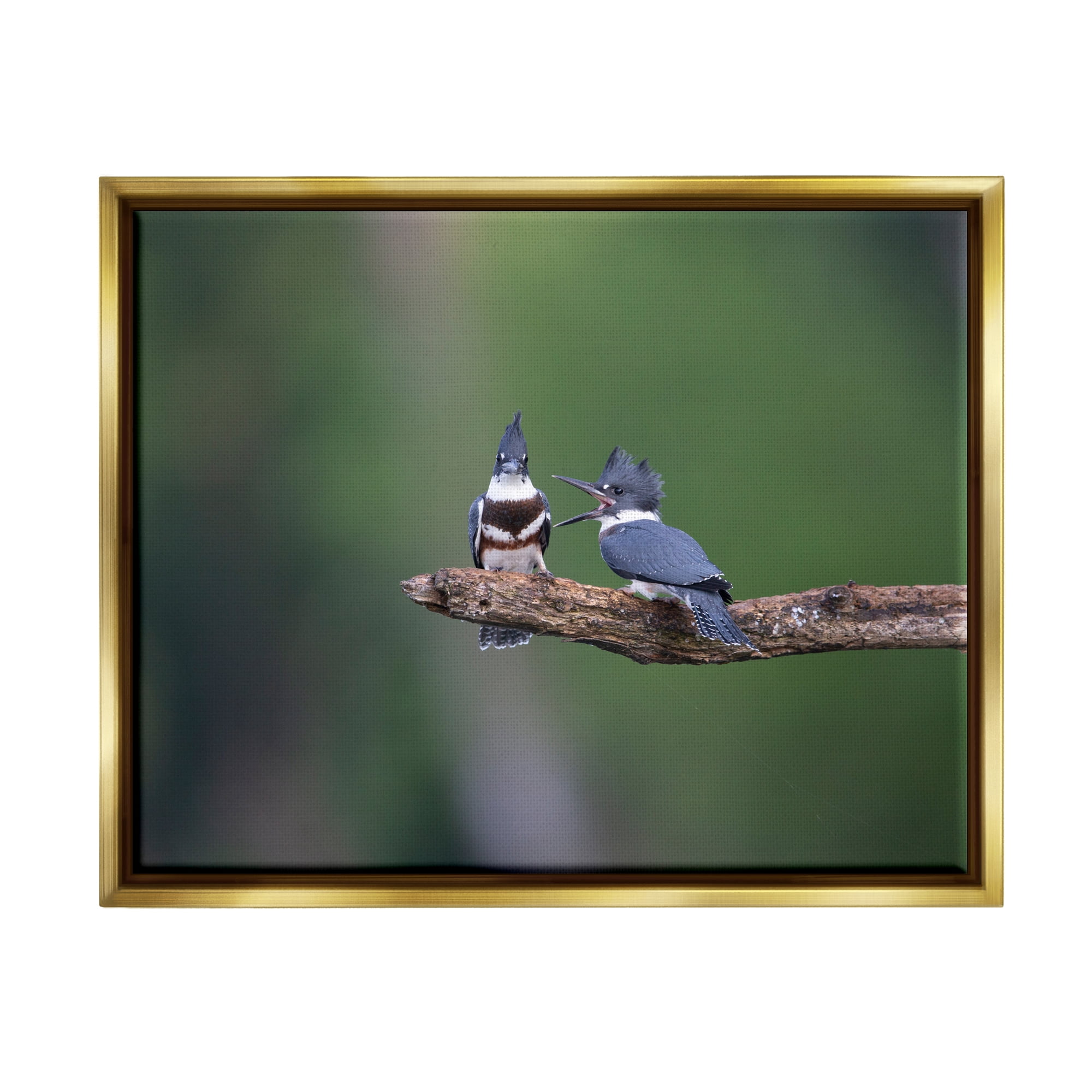 Stupell Industries Blue Jays on Branch Animals & Insects Photography Gold Floater Framed Canvas Art Print Wall Art, 31 x 25