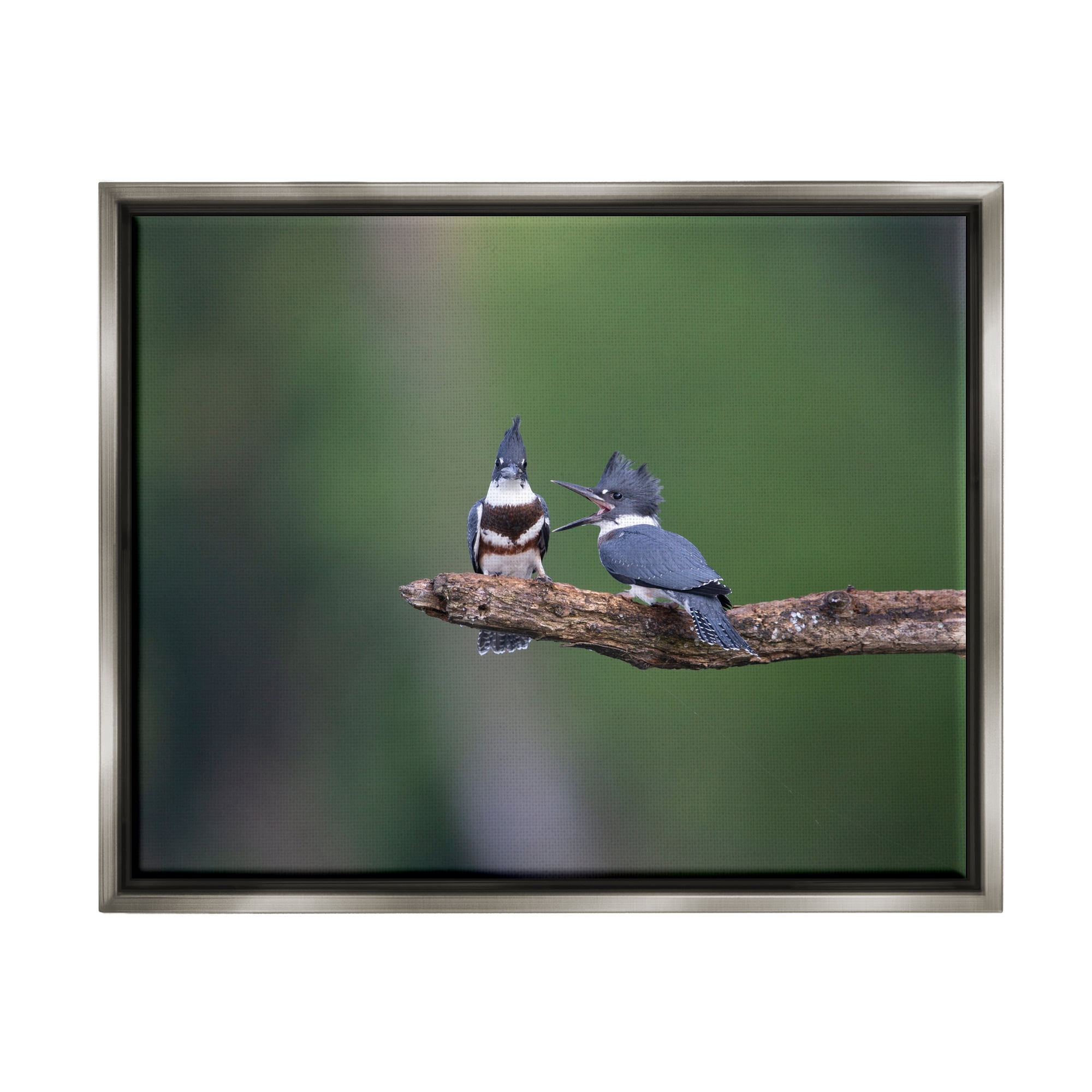 Stupell Industries Blue Jays on Branch Animals & Insects Photography Gray Floater Framed Canvas Art Print Wall Art, 31 x 25