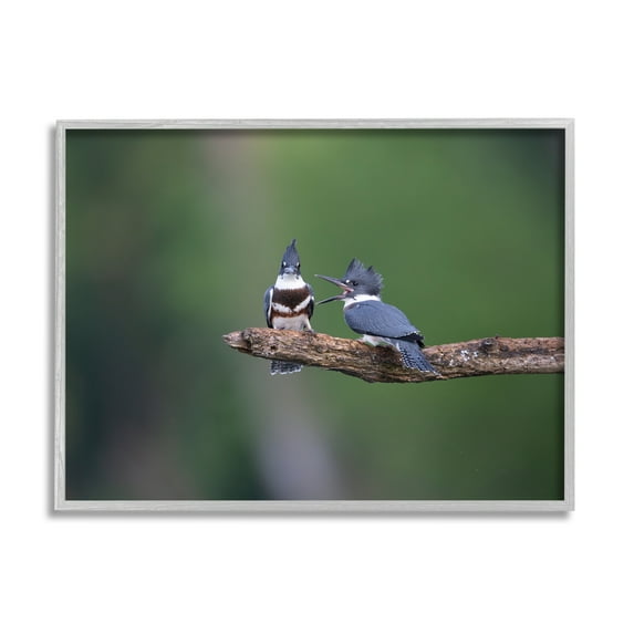 Stupell Industries Blue Jays on Branch Animals & Insects Photography Gray Framed Art Print Wall Art, 20 x 16