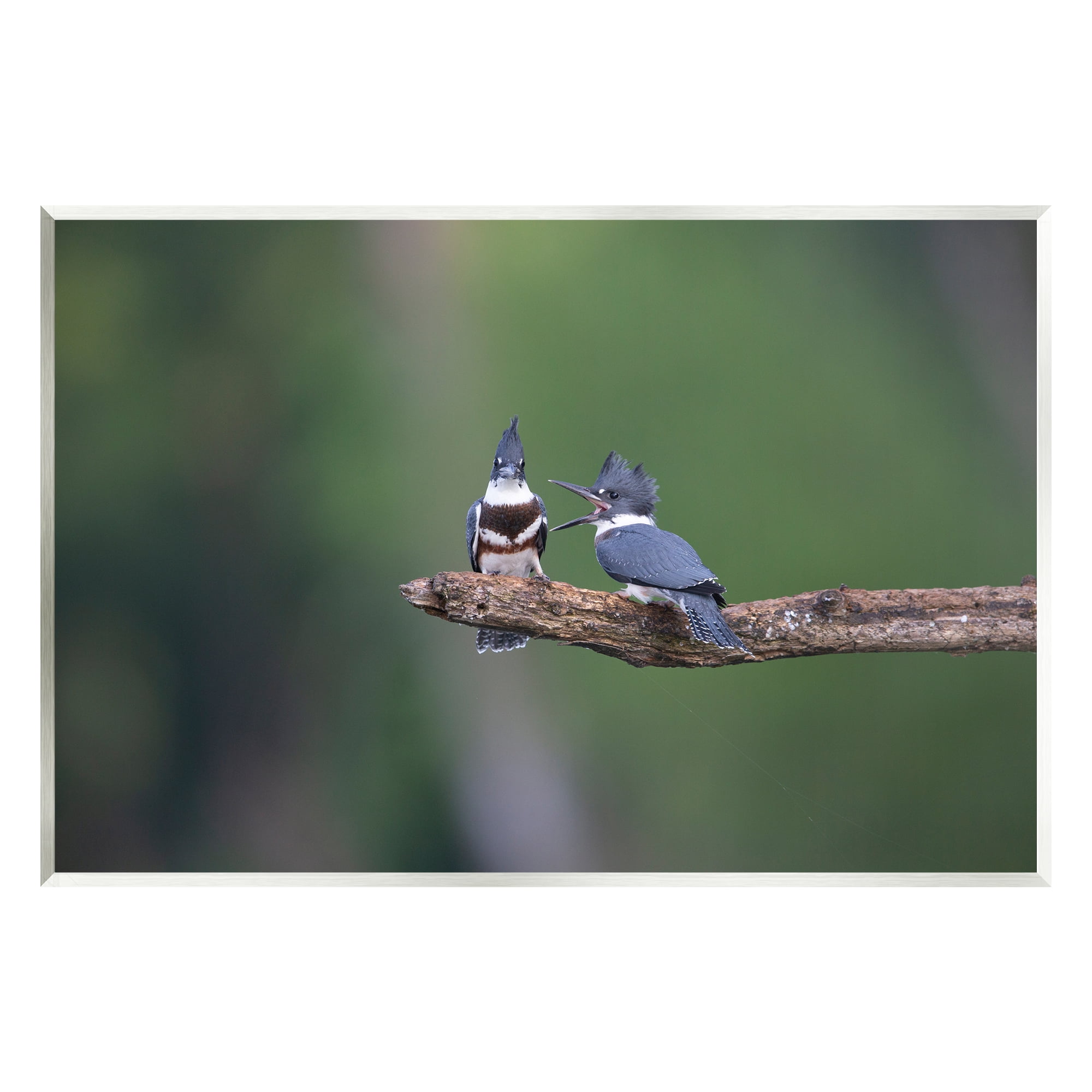 Stupell Industries Blue Jays on Branch Animals & Insects Photography Unframed Art Print Wall Art, 19 x 13