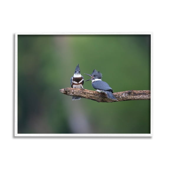 Stupell Industries Blue Jays on Branch Animals & Insects Photography White Framed Art Print Wall Art, 14 x 11