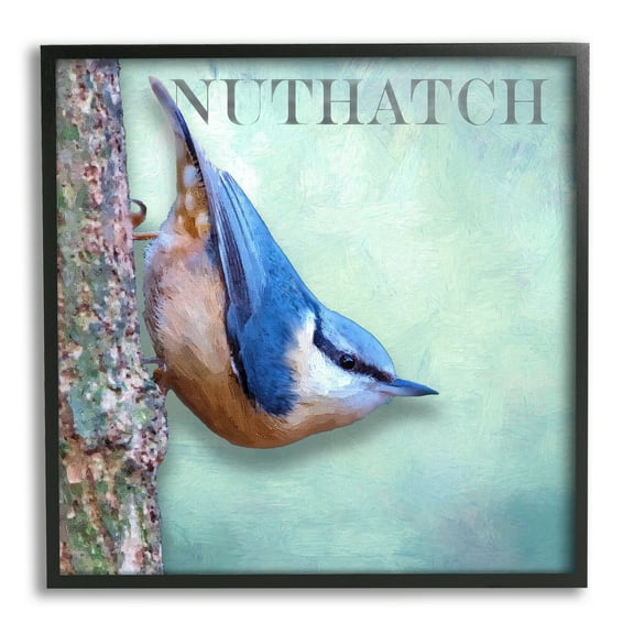 Stupell Industries Blue Nuthatch Bird Climbing Tree Forest Wildlife Graphic Art Black Framed Art Print Wall Art, Design by Alpenglow Workshop