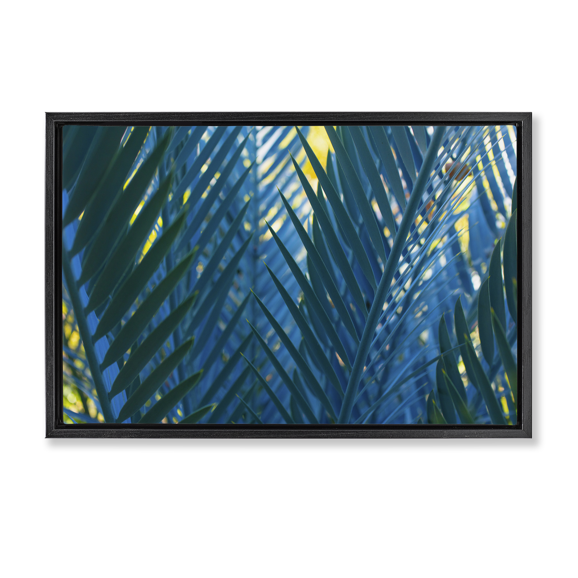Stupell Industries Blue Palm Fronds Plants & Flowers Photography Black Floater Framed Canvas Art Print Wall Art, 31 x 21